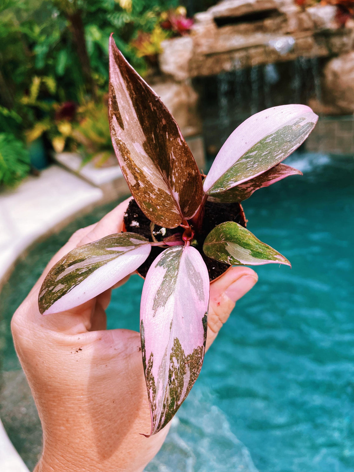 Rare Philodendron Pink Princess Tricolor Marble Galaxy Variegated 2&quot; potted starter plant gift Growers Choice aroid
