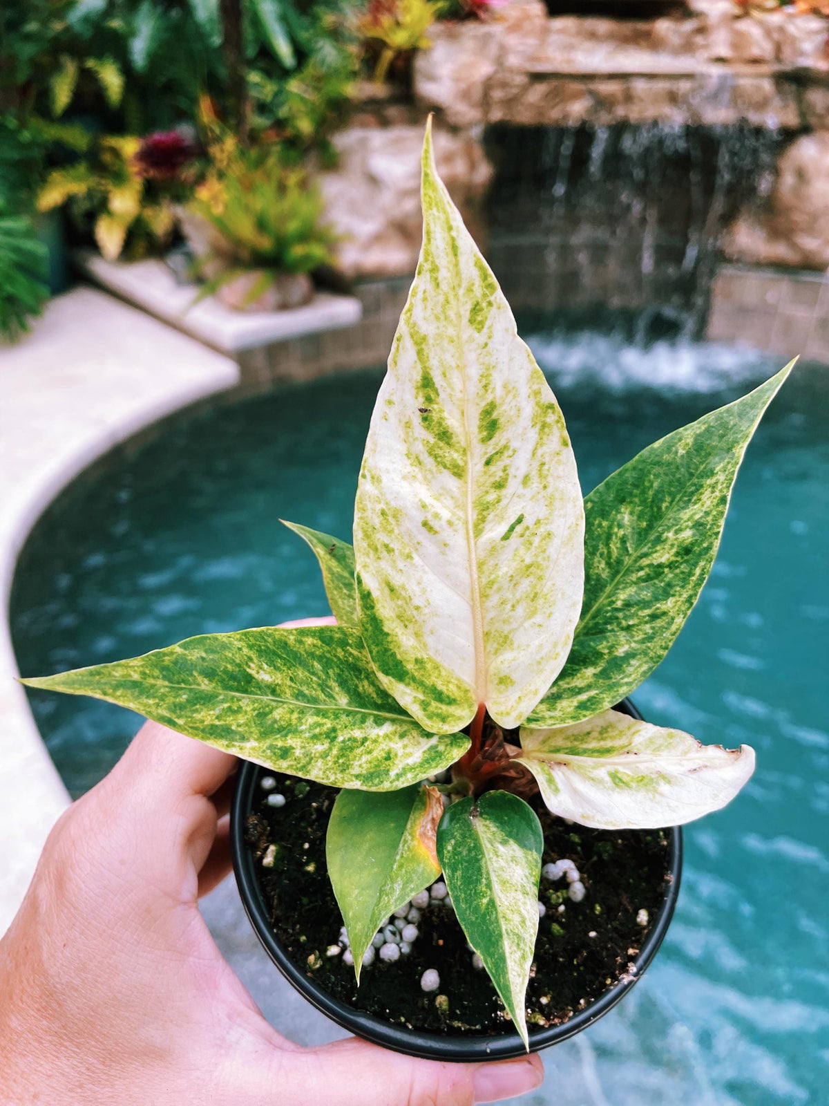 Anthurium Hookeri Renaissance Birdsnest Albo Tricolor Variegated live 4&quot; potted plant house plant