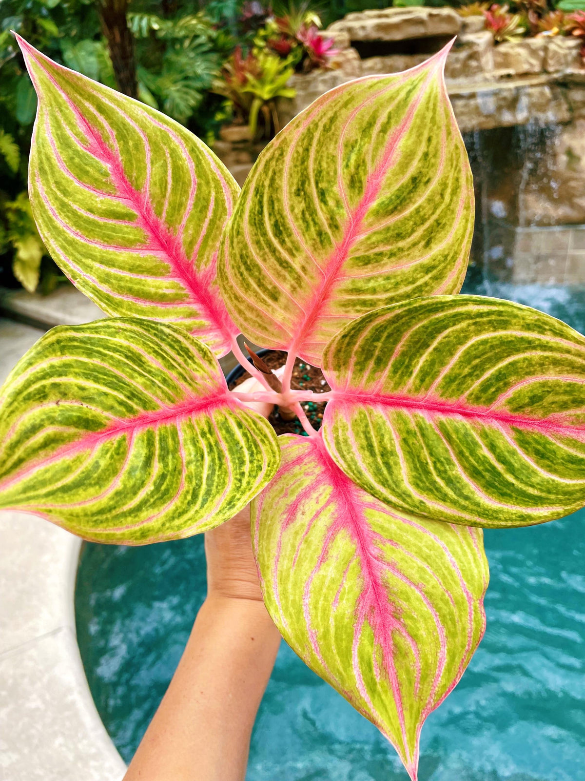 Aglaonema Jolie Pink Variegated live 4&quot; potted plant house plant