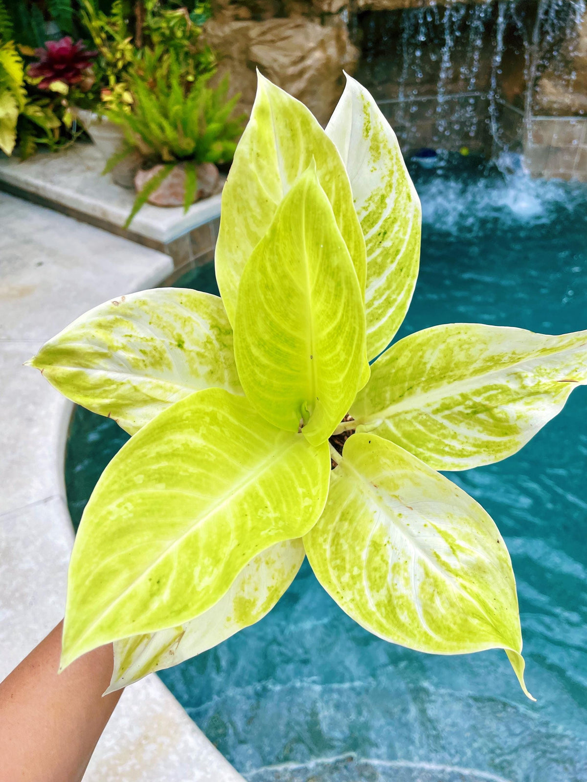 Aglaonema Sundrop Neon green Variegated live 4&quot; potted plant house plant
