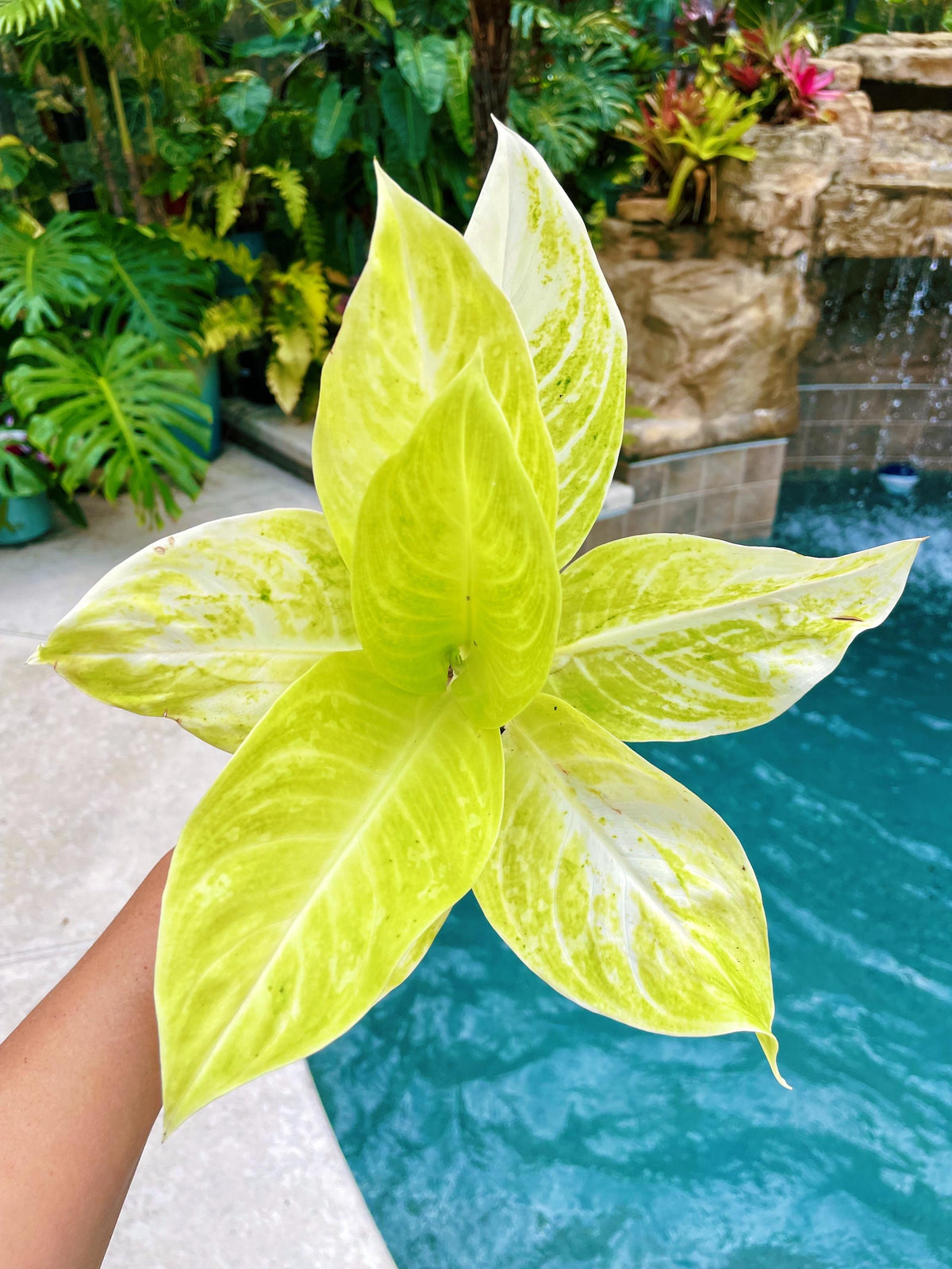 Aglaonema Sundrop Neon green Variegated live 4&quot; potted plant house plant