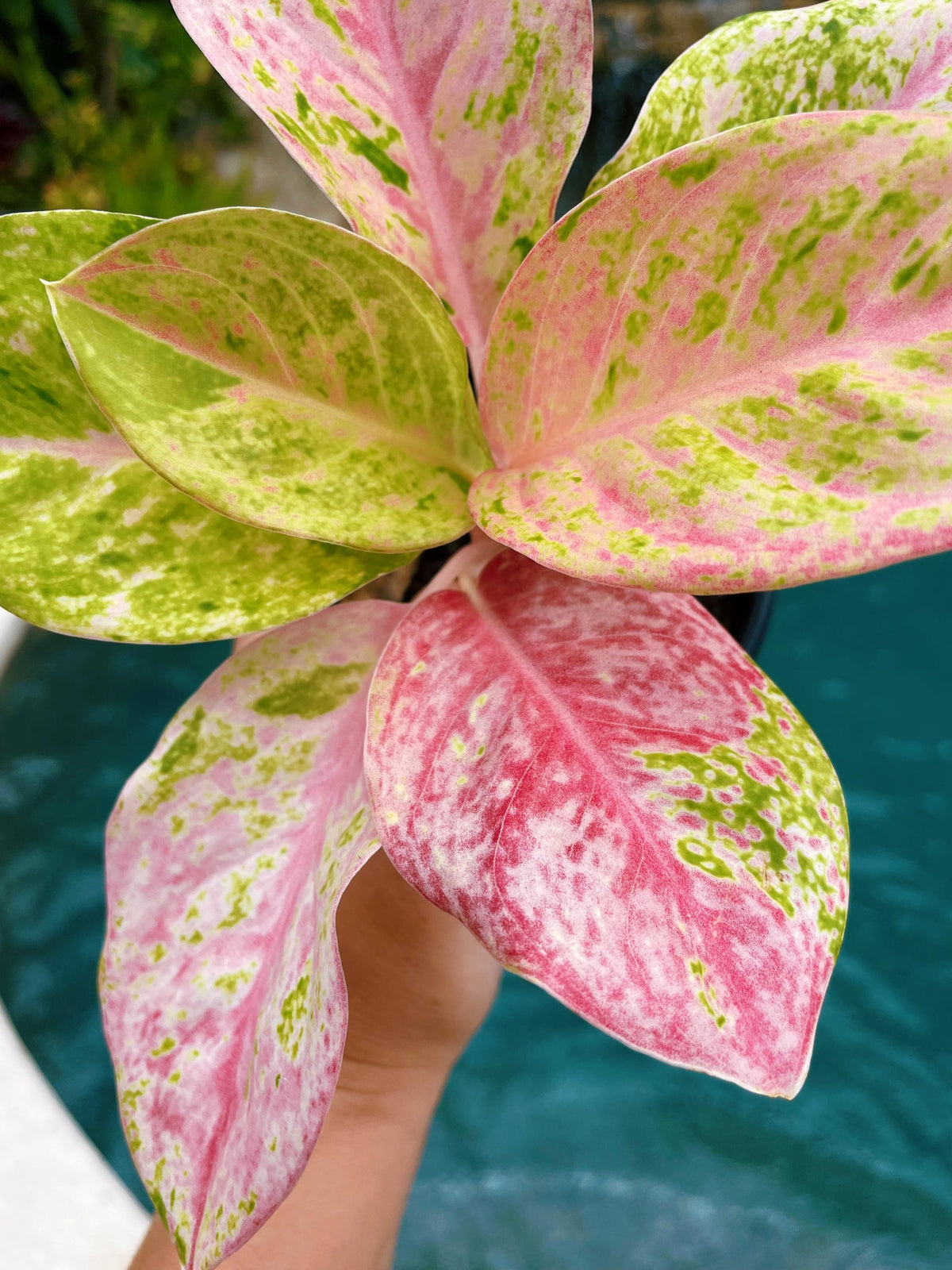 Rare Variegated Aglaonema ‘Pink Emerald Live House Plant Potted 4” pot gift US Seller