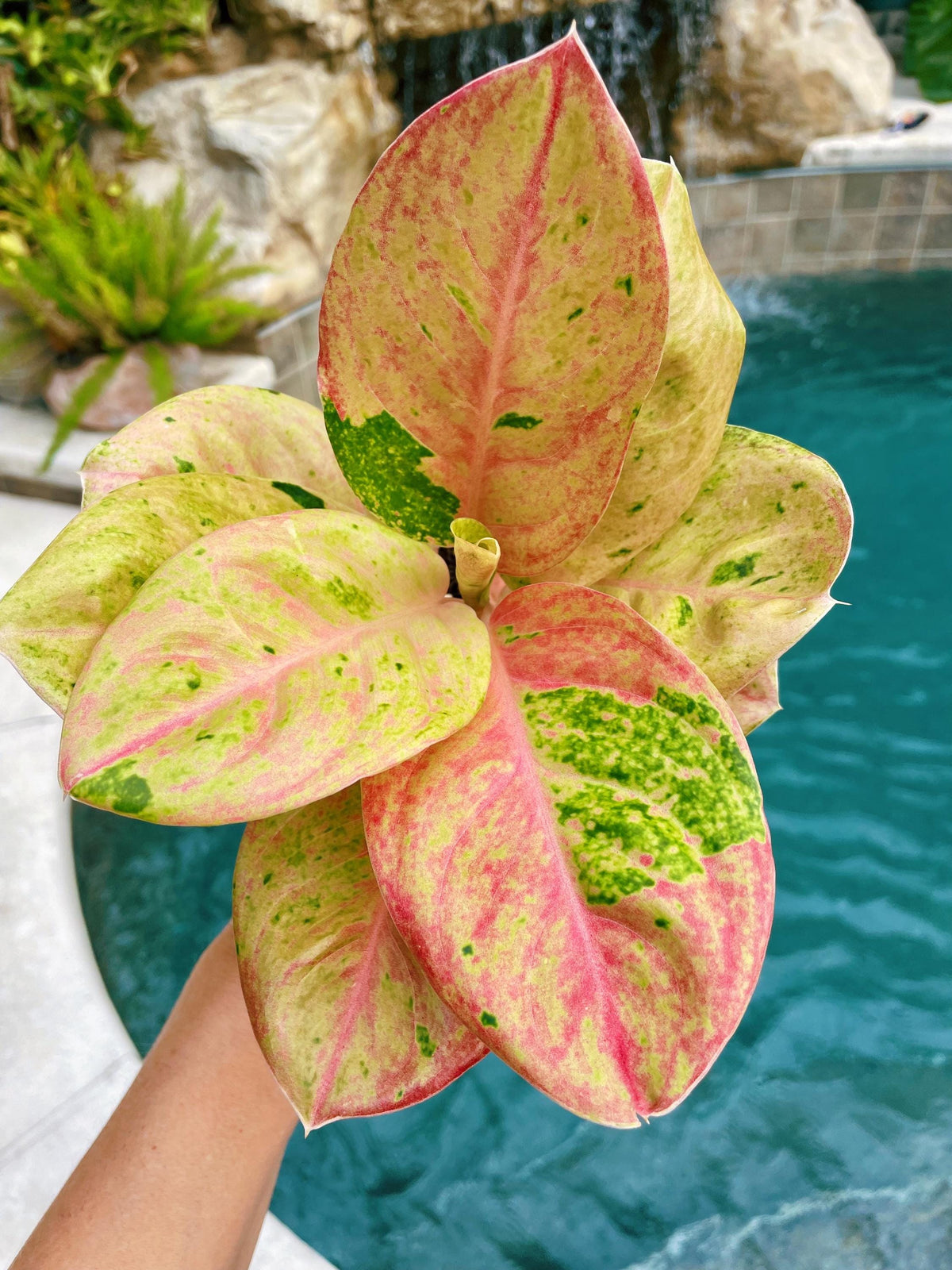 Rare Variegated Aglaonema ‘Pink Emerald Live House Plant Potted 4” pot gift US Seller
