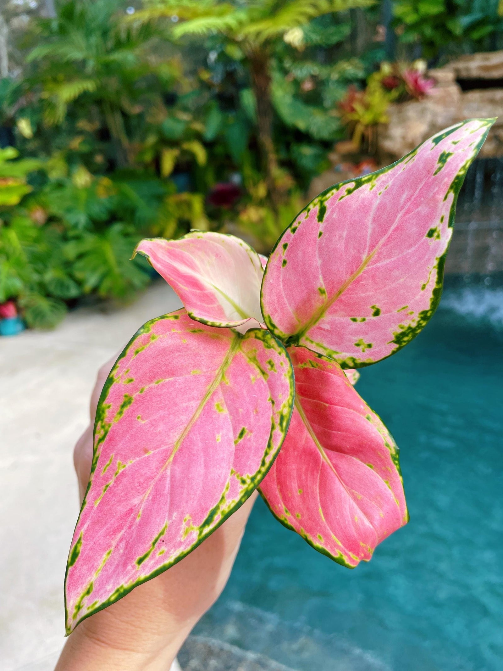 Aglaonema Chinese Evergreen Lucky Red Pink live 2" potted starter house plant easy care air purifying