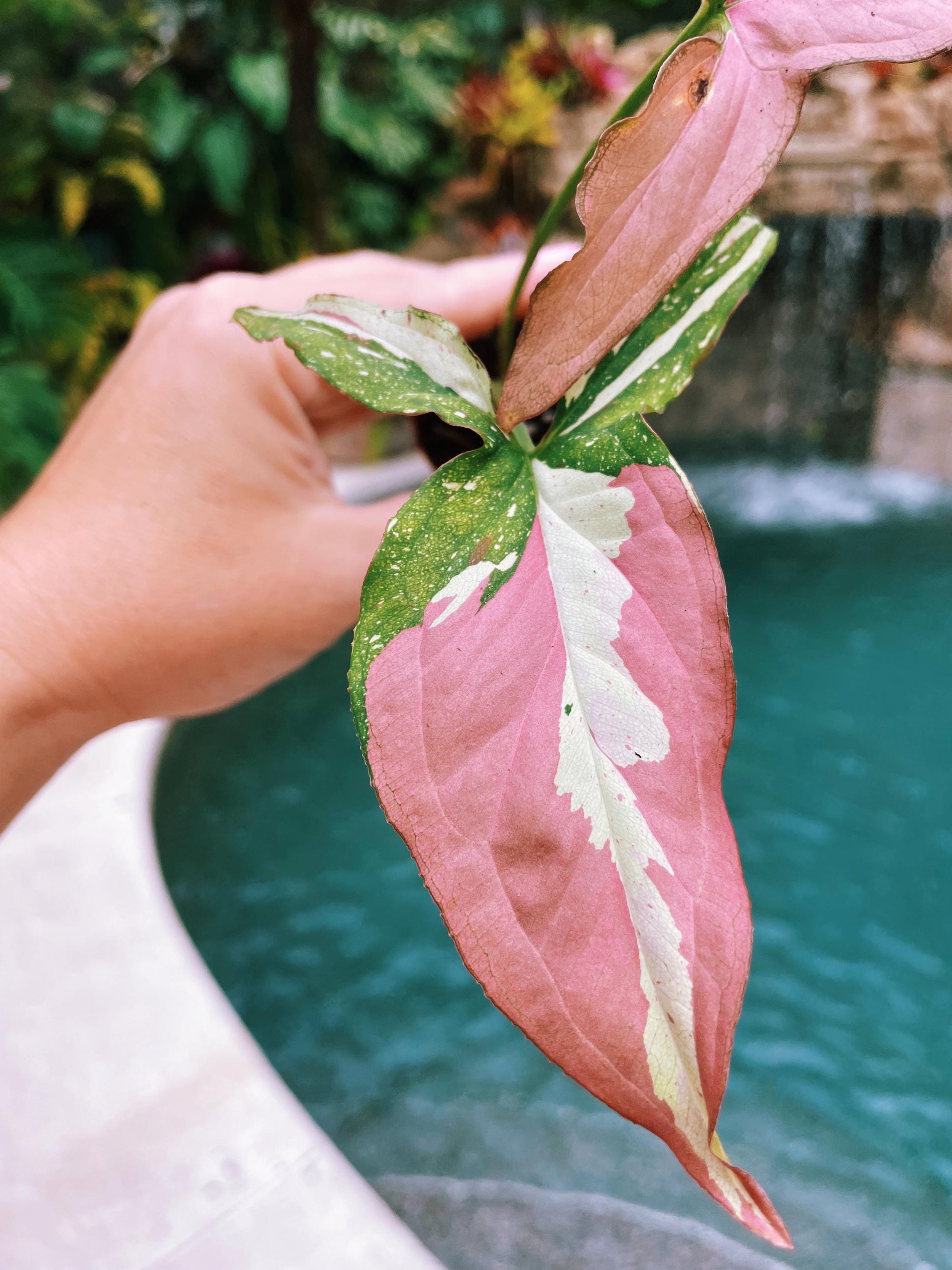 Actual plant Syngonium Red Spot Tricolor Variegated Hot Pink live 2 potted plant house plant A