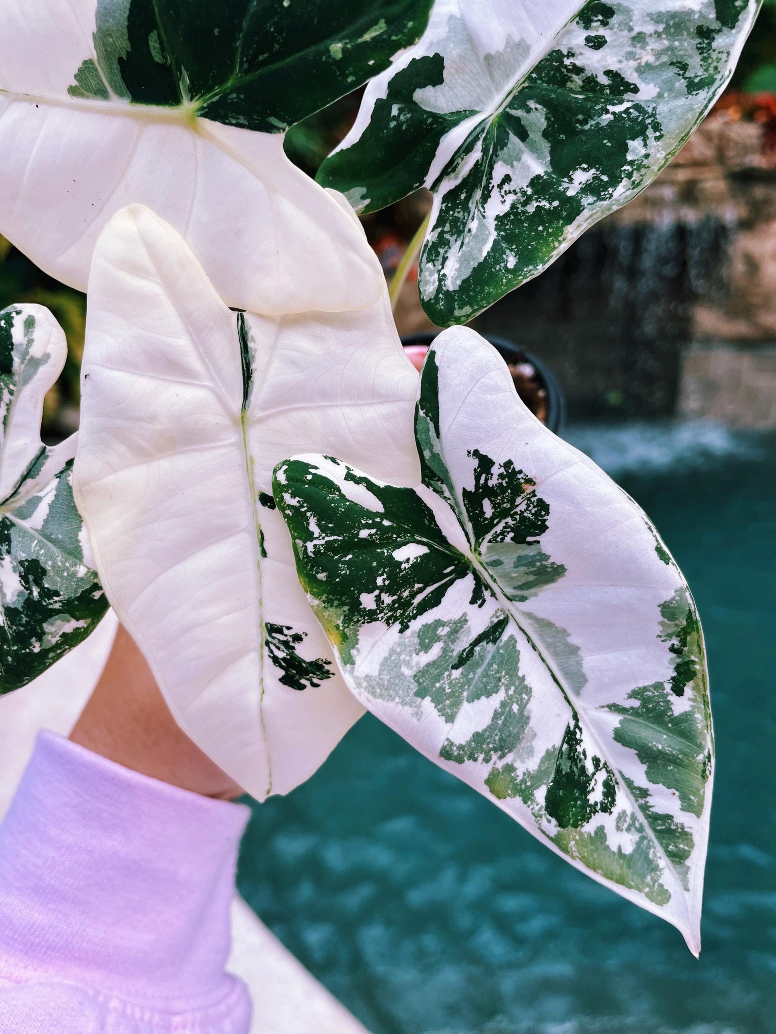 Variegated Alocasia ‘Frydek albo mint Hybrid Sport Elephant Ear 4” potted live house plant Growers Choice