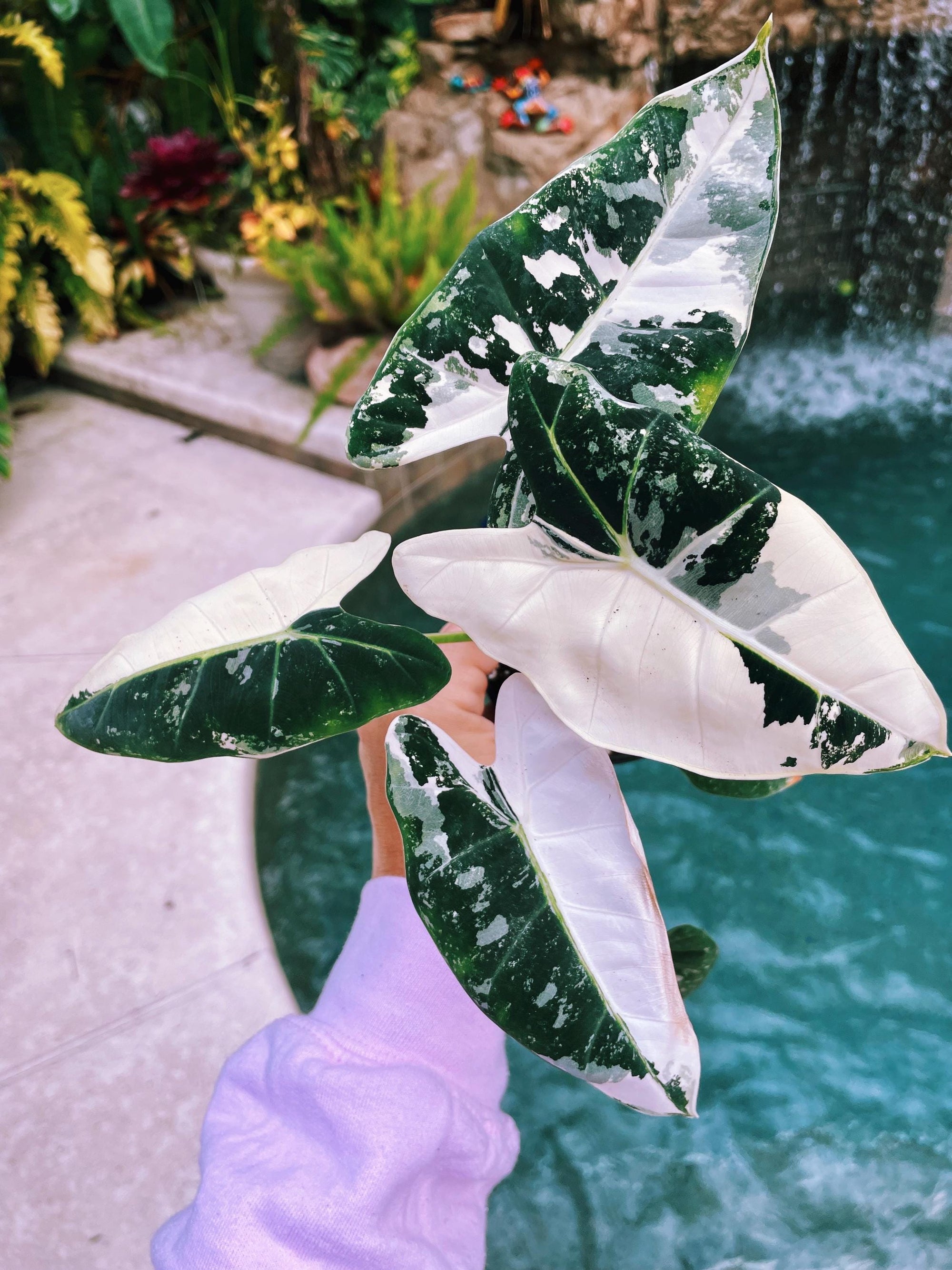 Actual plant- RARE Variegated Alocasia ‘Frydek albo mint Hybrid Sport Elephant Ear 4 potted live house plant 42b