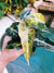 Actual Plant - Variegated Alocasia Amazonica gold Aurea Jewel Elephant Ear Tropical House Plant Aroid 4 Potted 52