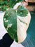 Actual Plant Highly Variegated Sectoral Monstera Thai Constellation Galaxy Marble Sport rare house plant 52-3 4 pot