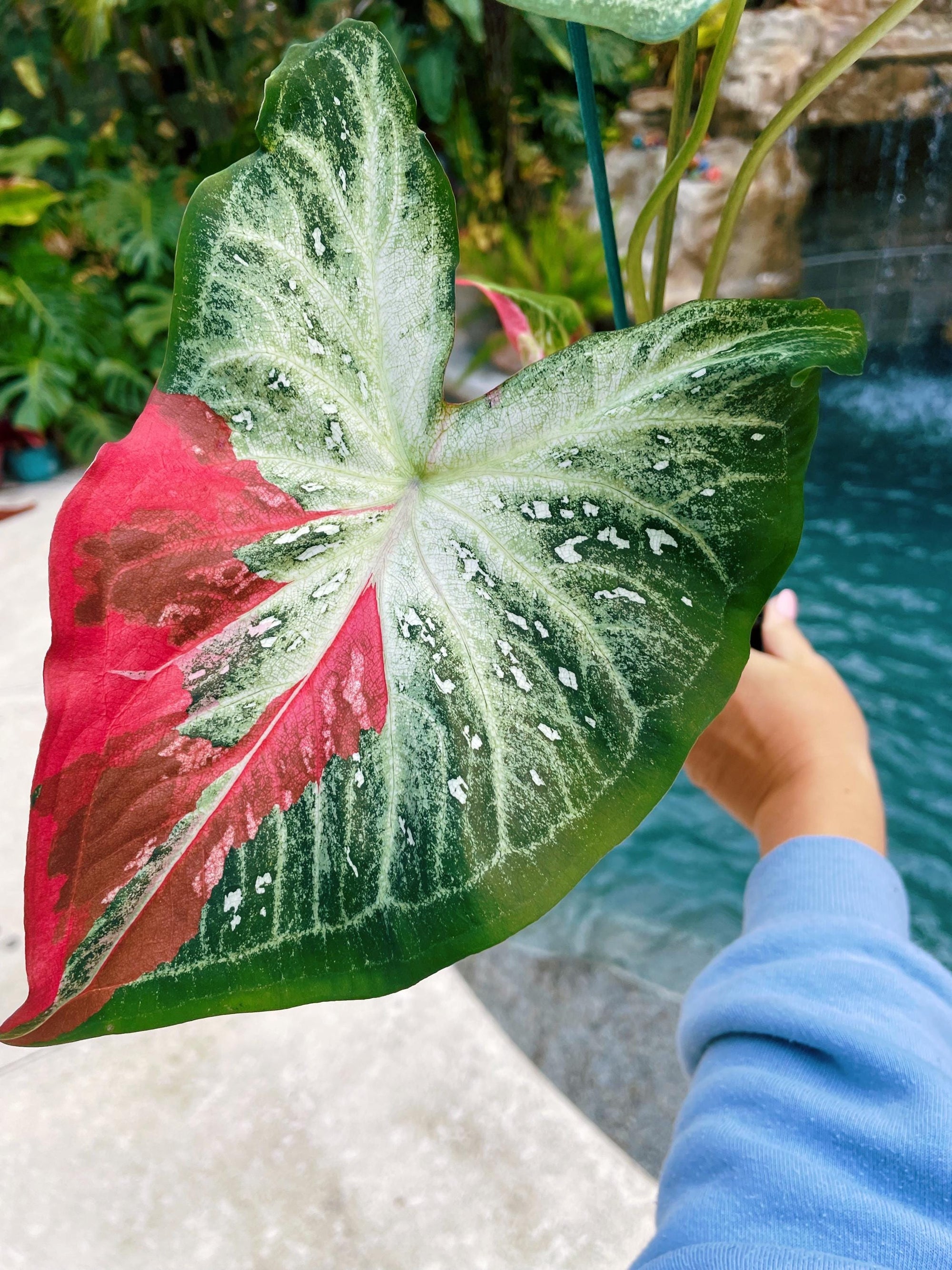 Actual Plant - Thai Caladium Tropical House Plant Aroid 4 Potted