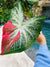 Actual Plant - Thai Caladium Tropical House Plant Aroid 4 Potted