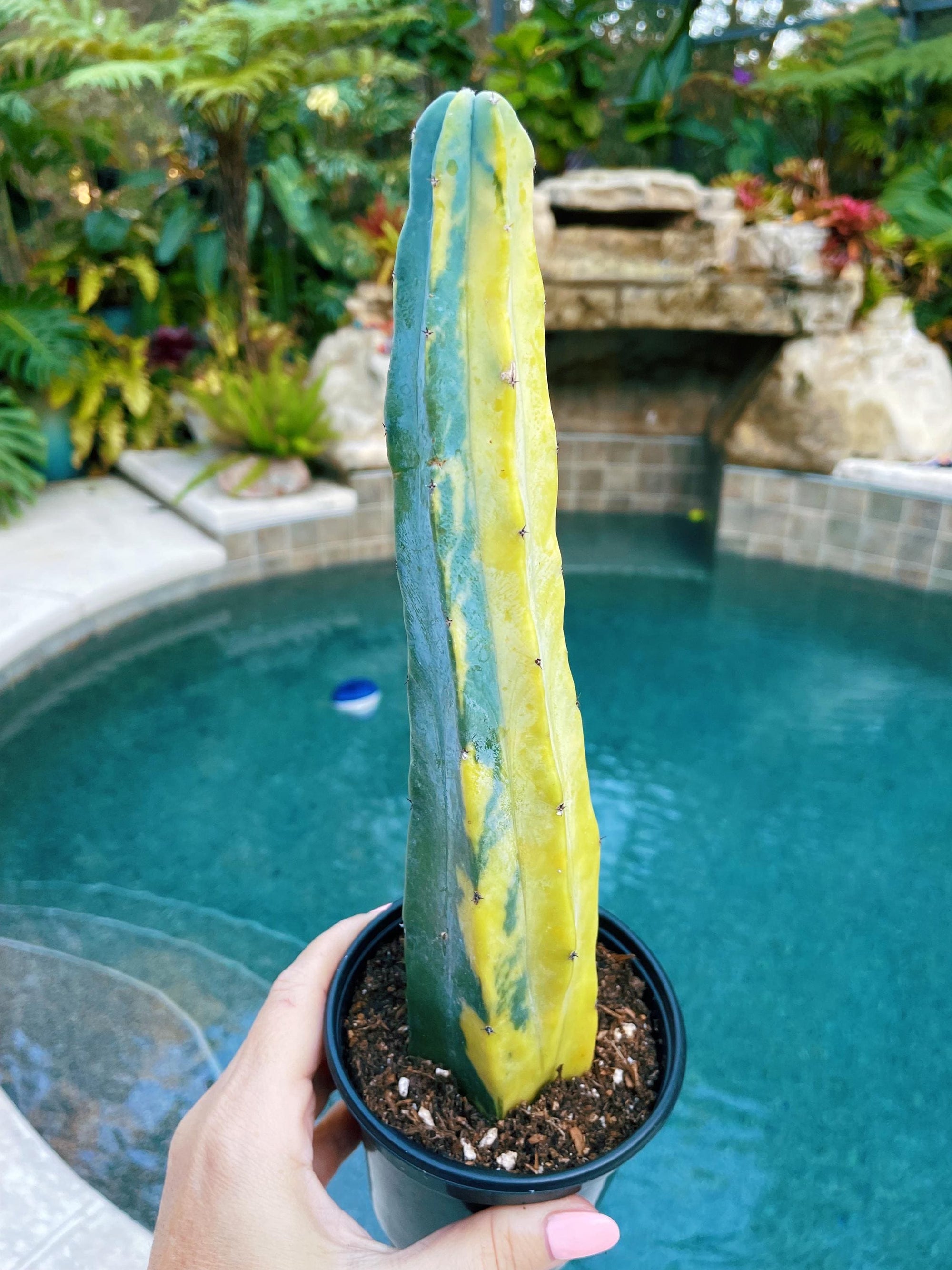 Actual Plant - Variegated Blue Yellow Cactus Tropical House Plant  4 Potted