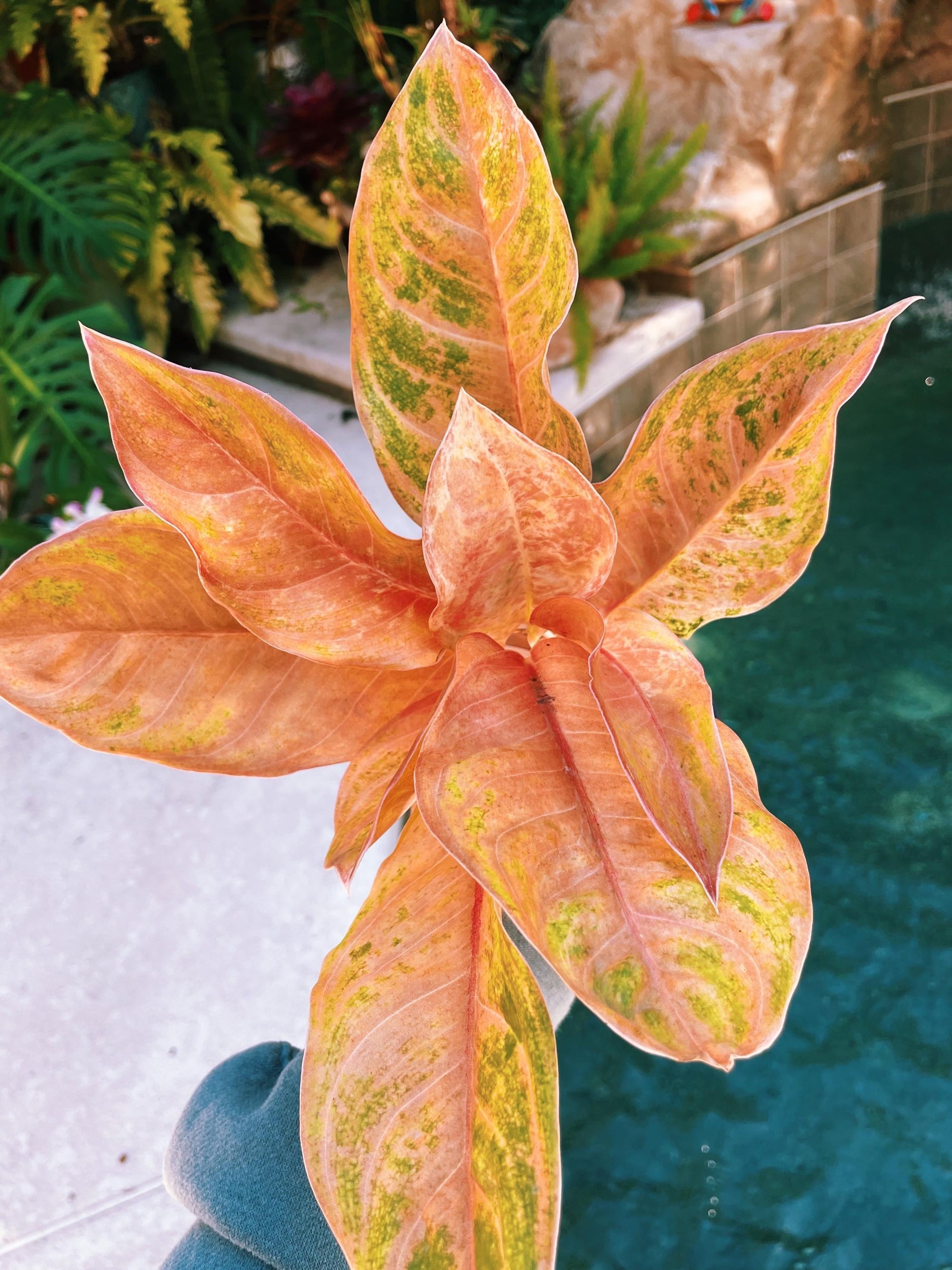 Aglaonema Baby Tiger Pink Variegated live 4 potted plant house plant