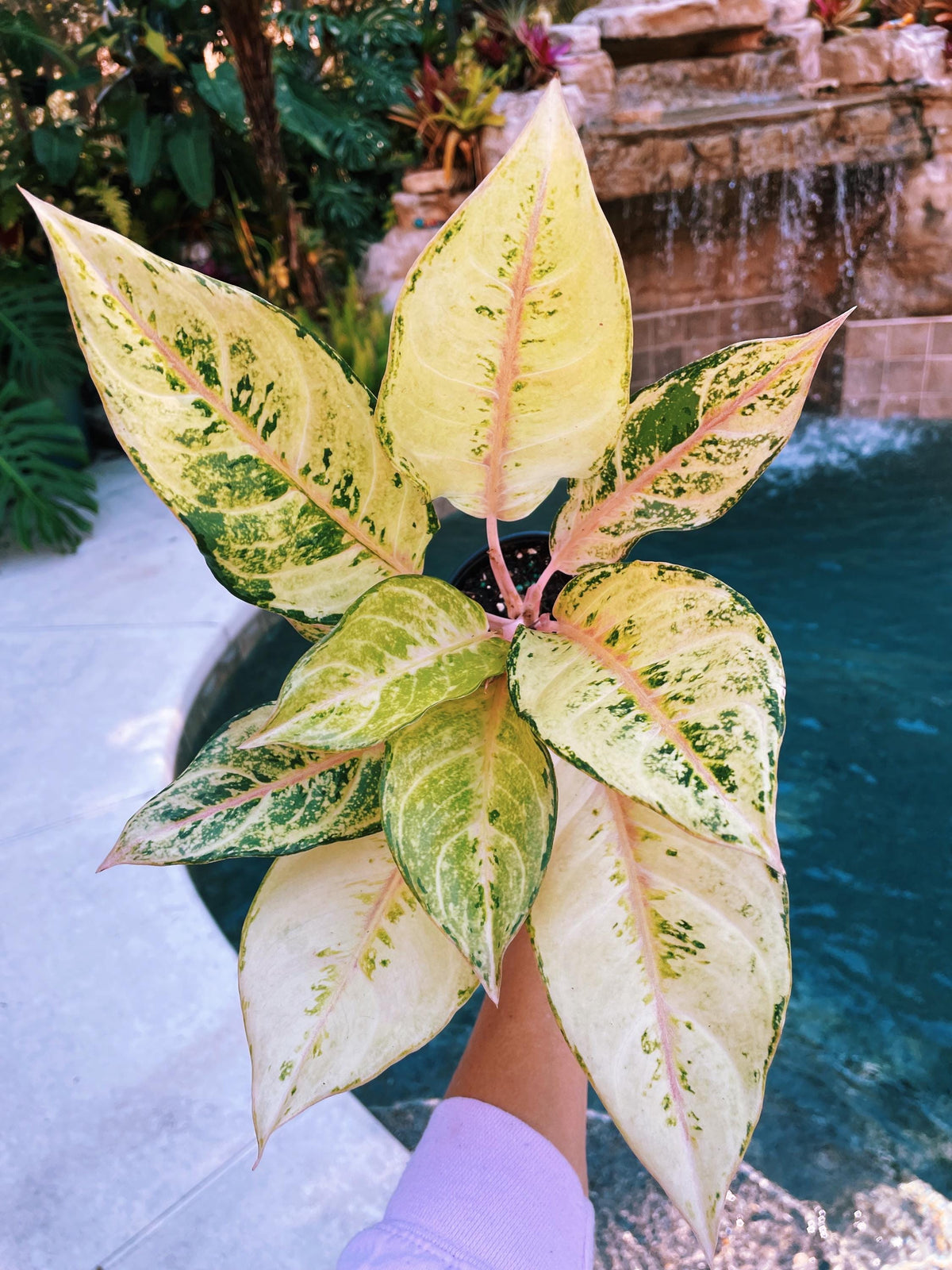 Aglaonema Lucky Variegated live 4&quot; potted plant house plant