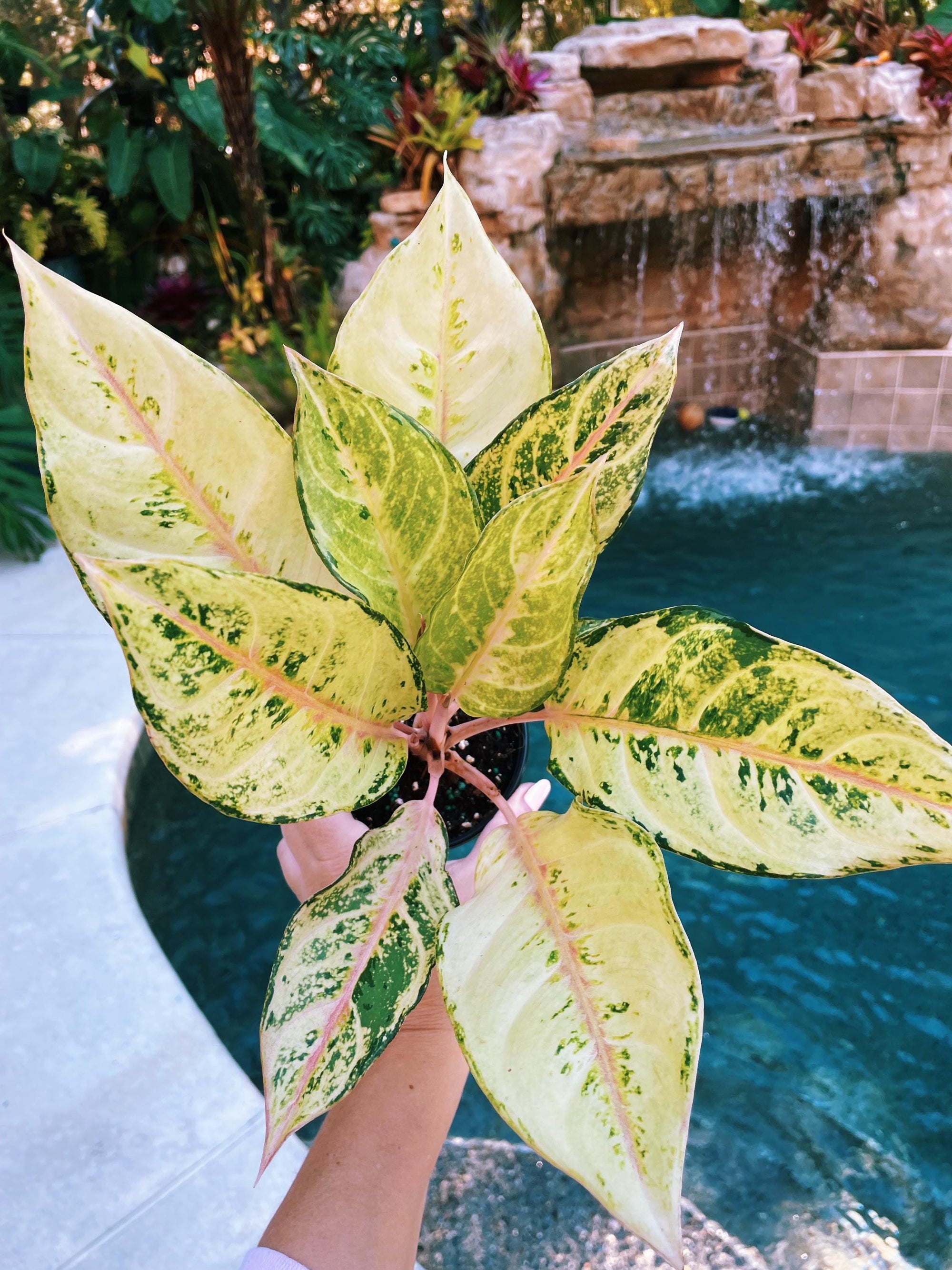 Aglaonema Lucky Variegated live 4 potted plant house plant