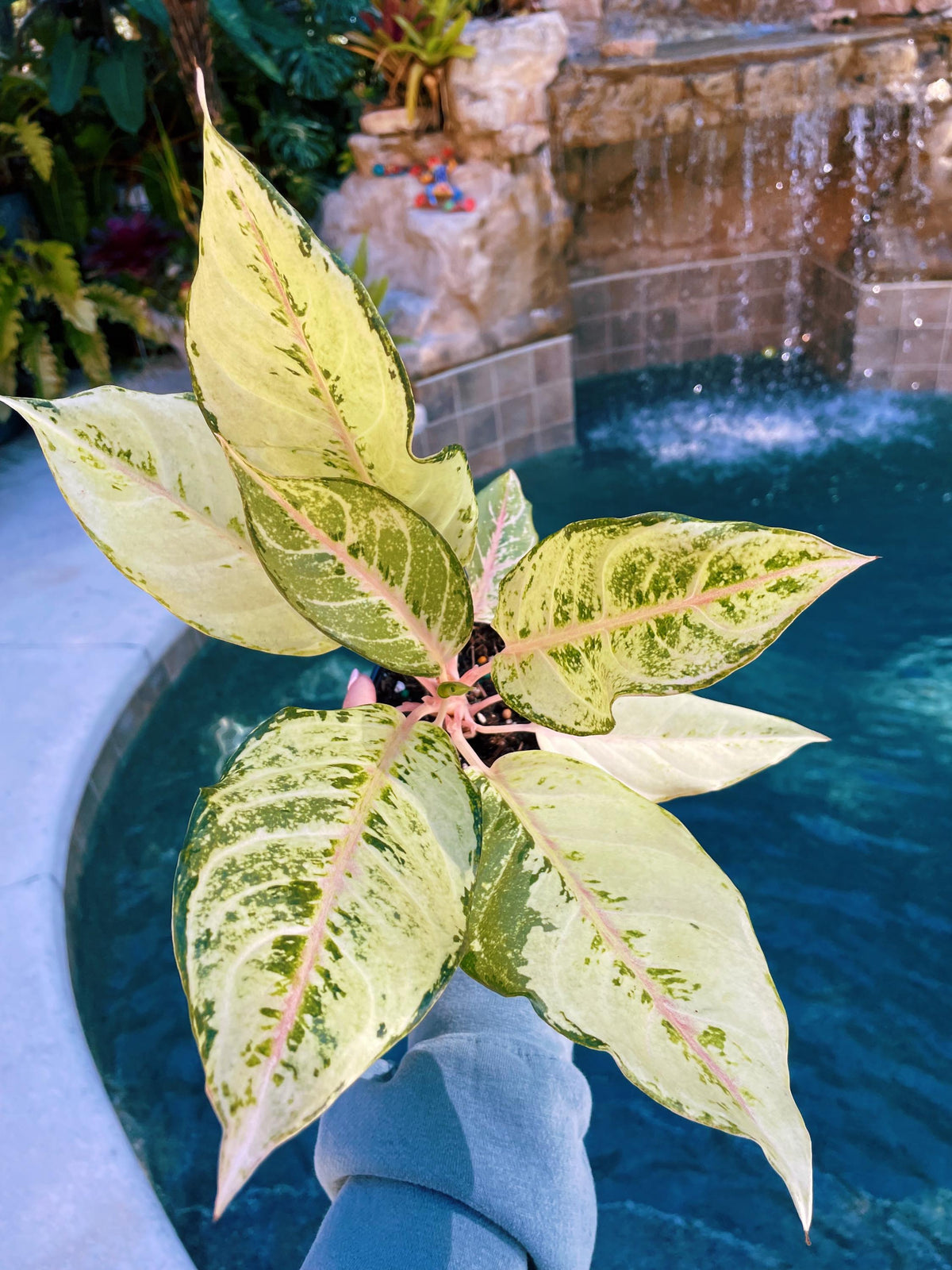 Aglaonema Lucky Variegated live 4&quot; potted plant house plant
