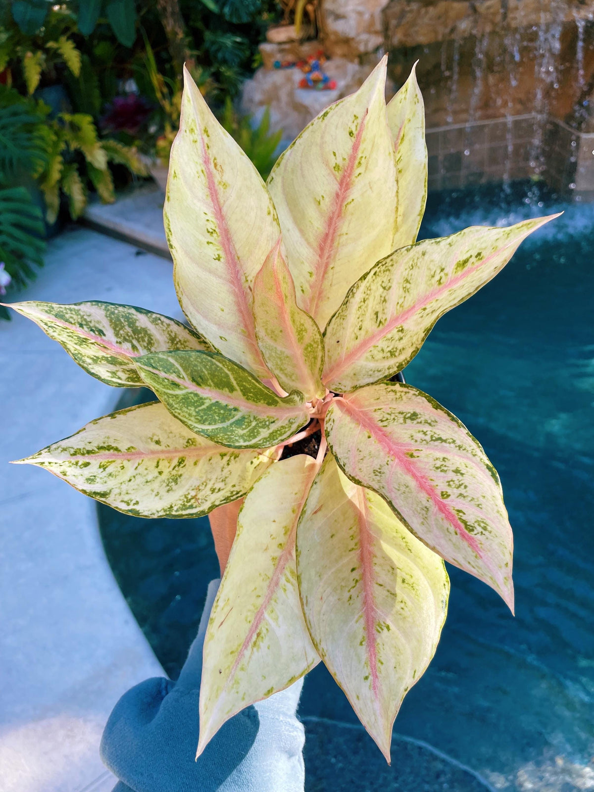 Aglaonema Lucky Variegated live 4&quot; potted plant house plant
