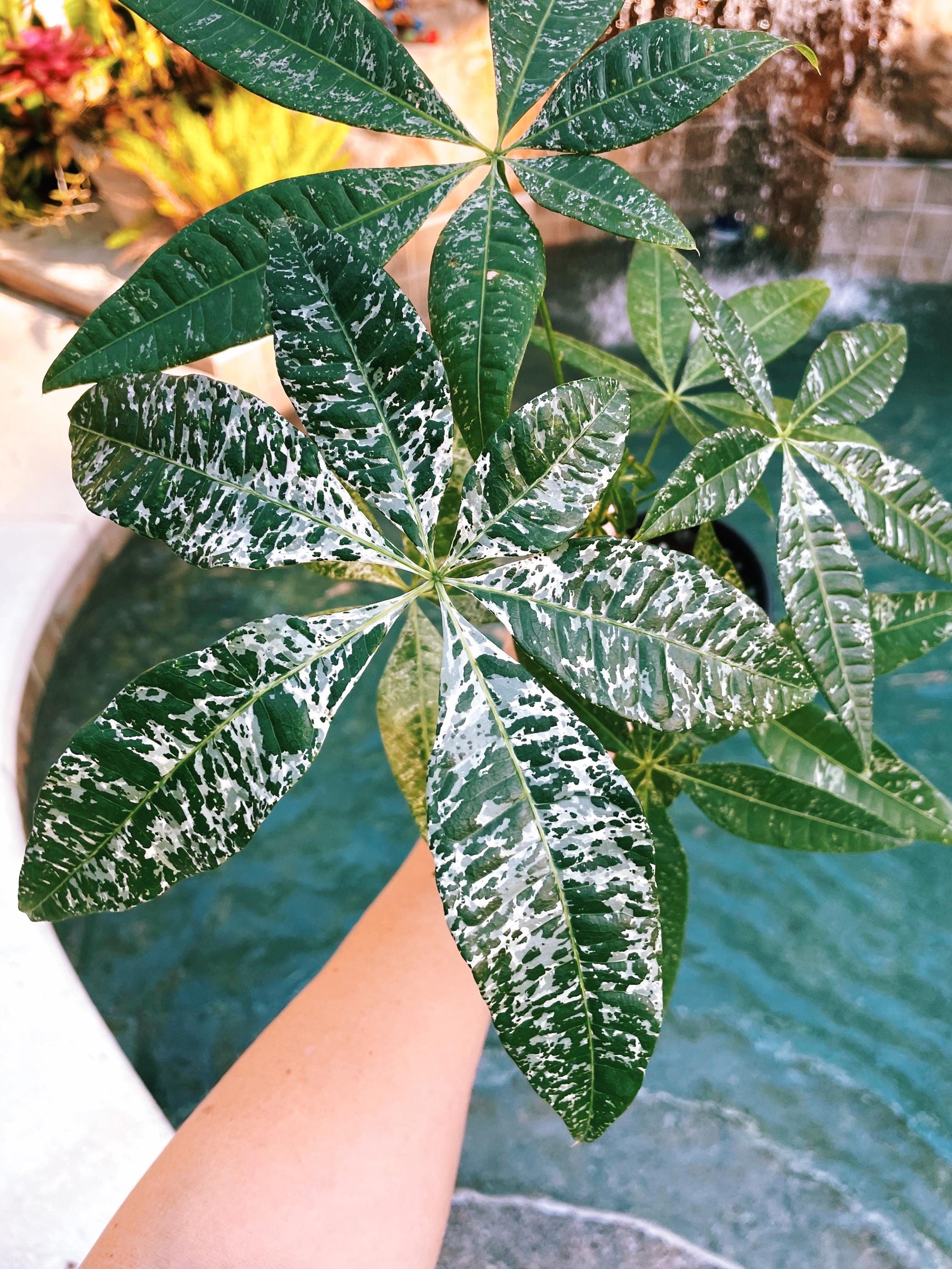 Pachira Glabra Milky Way Variegated Money Tree Tropical House Plant 4 pot Growers Choice