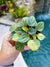 Sport Variegated Peperomia Frost ‘Frosty Lemonade House Plant 2 potted gift A