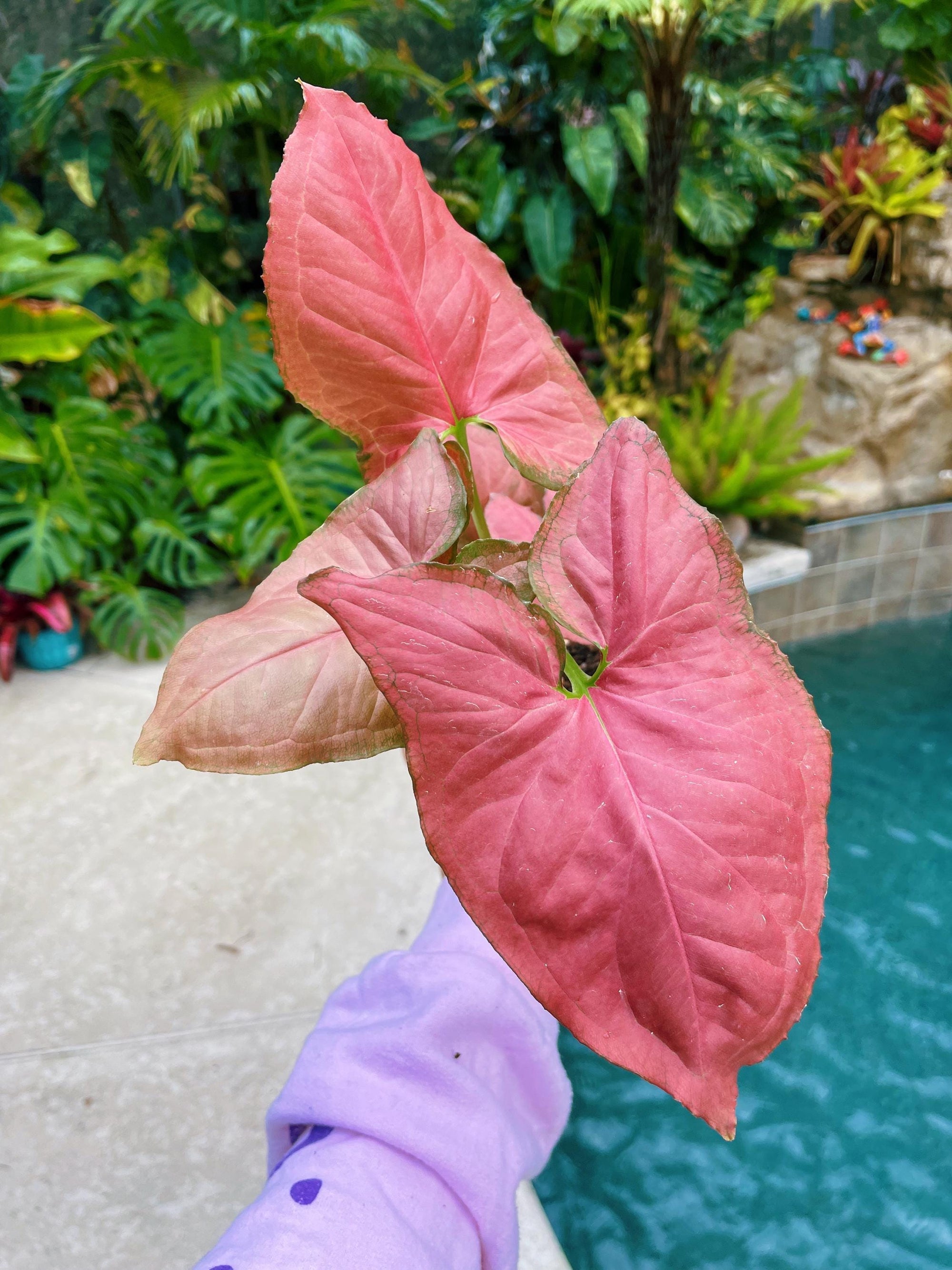 Rare! Syngonium Orm Nak Red Hot Pink live 4 potted plant house plant