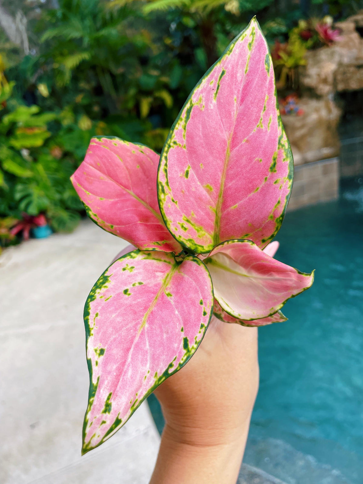 Aglaonema Chinese Evergreen Lucky Red Pink live 2&quot; potted starter house plant easy care air purifying