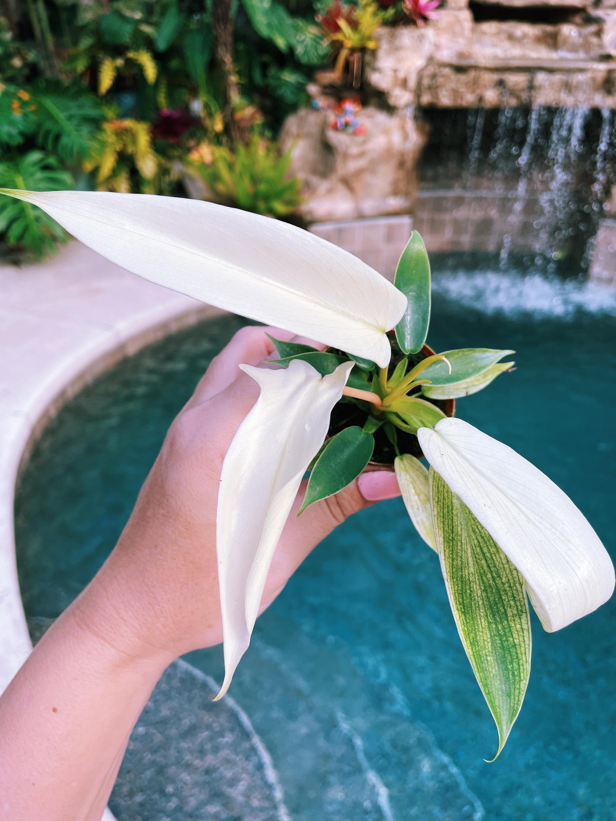 Philodendron Florida Ghost Tropical 2&quot; potted starter plant growers choice