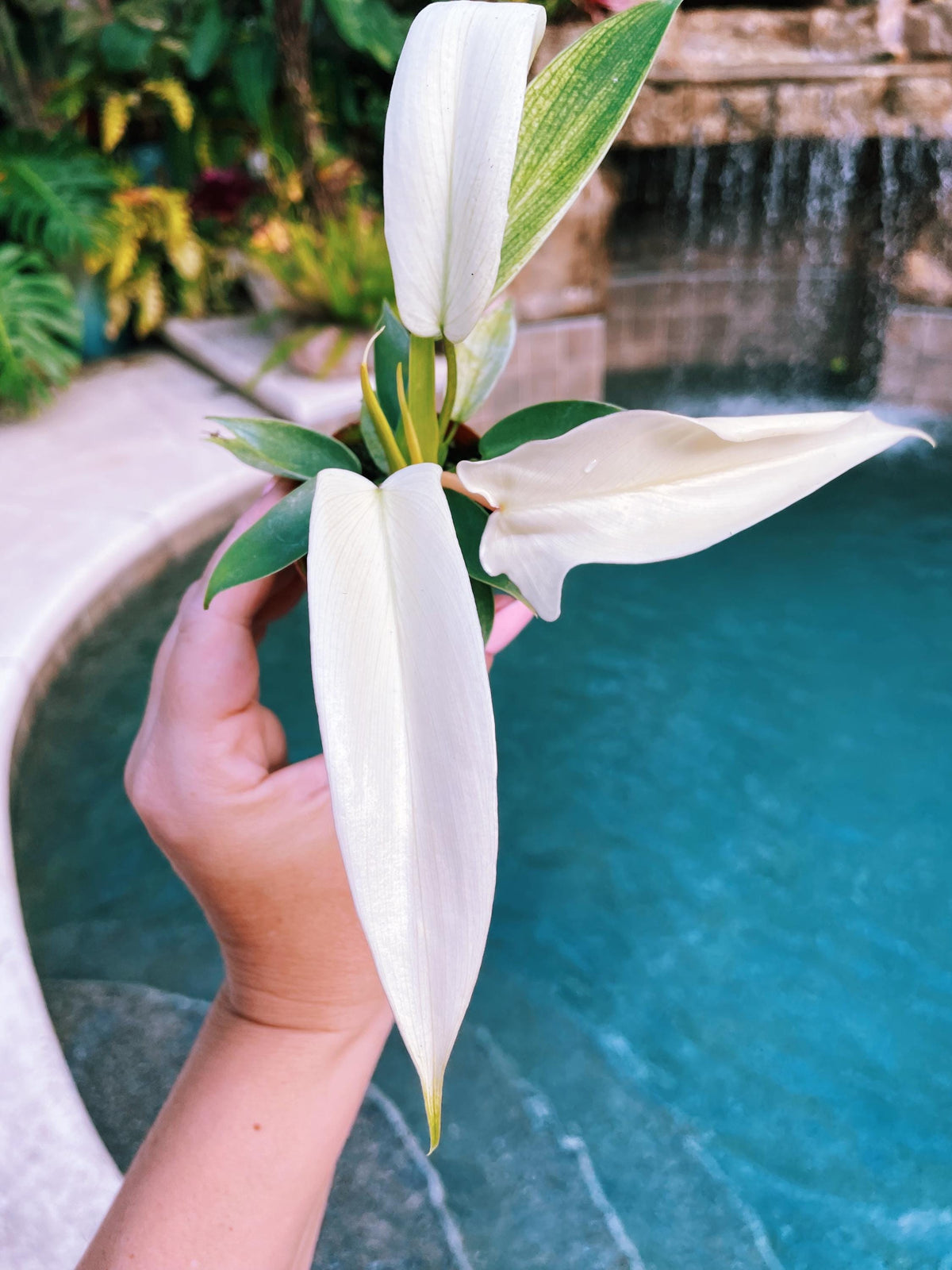 Philodendron Florida Ghost Tropical 2&quot; potted starter plant growers choice