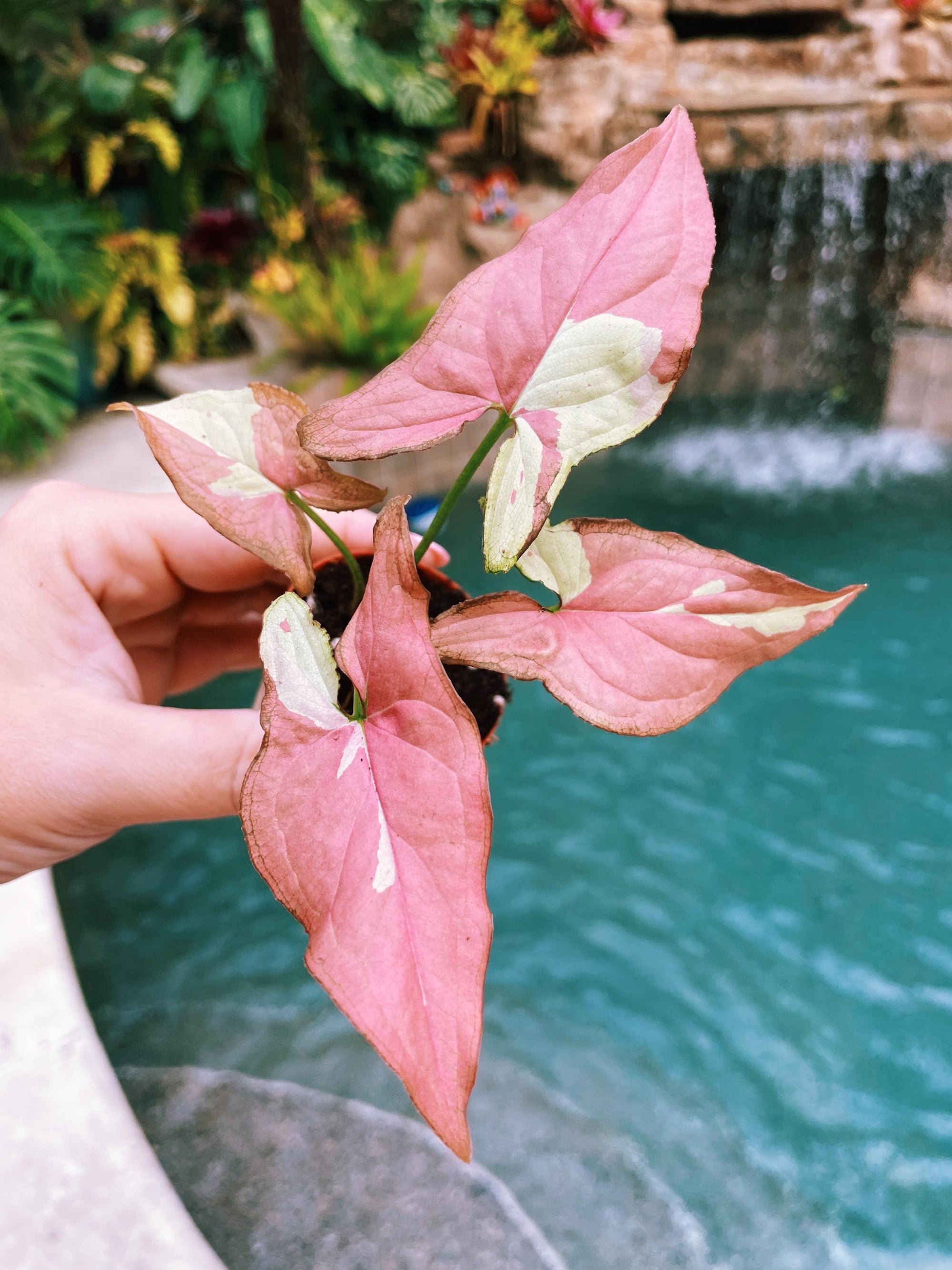 Actual plant Syngonium Red Spot Tricolor (minus the green coloring) Variegated Hot Pink live 2 potted plant house plant C