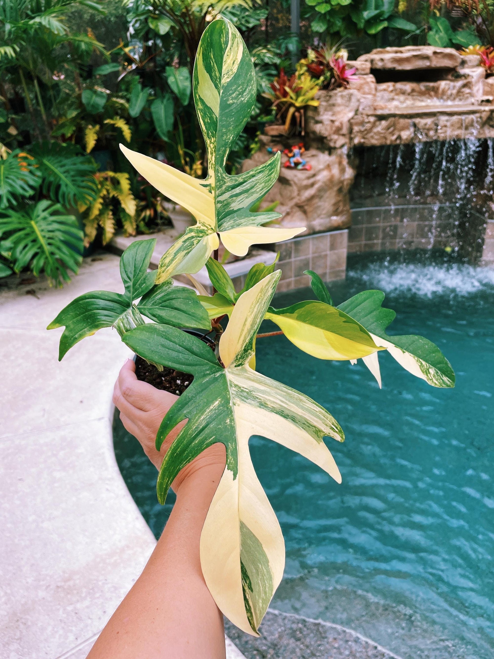 Actual Plant - Large Mature Philodendron Florida Beauty Yellow Variegated Aroid 4 pot potted house Plant 50a