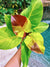 Philodendron Yellow Flame Red Variegated Tropical 4 potted plant F