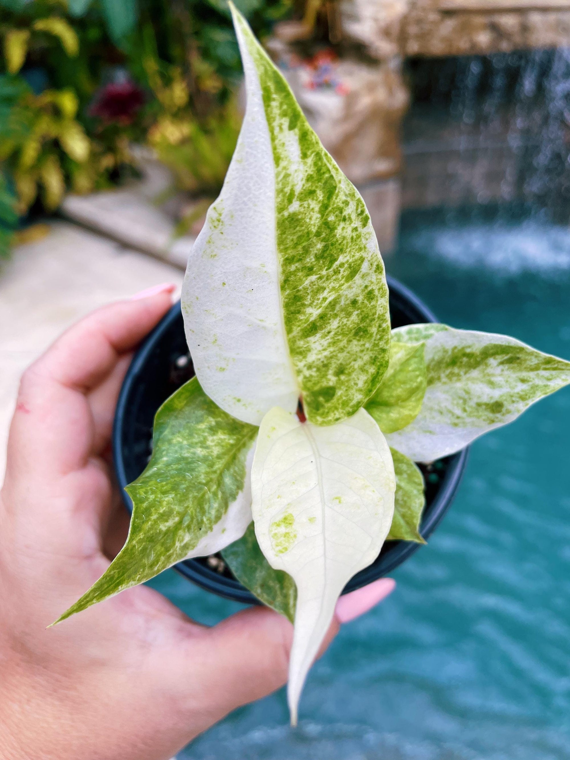 Actual Plant - Anthurium Hookeri Renaissance Birdsnest Albo Tricolor Variegated live 4 potted plant house plant A