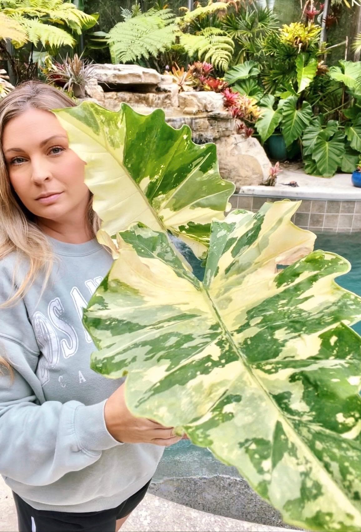 Actual Plant - Variegated Alocasia Portora Albo Elephant Ear