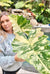 Actual Plant - Variegated Alocasia Portora Albo Elephant Ear Tropical House Plant Aroid 3 Potted