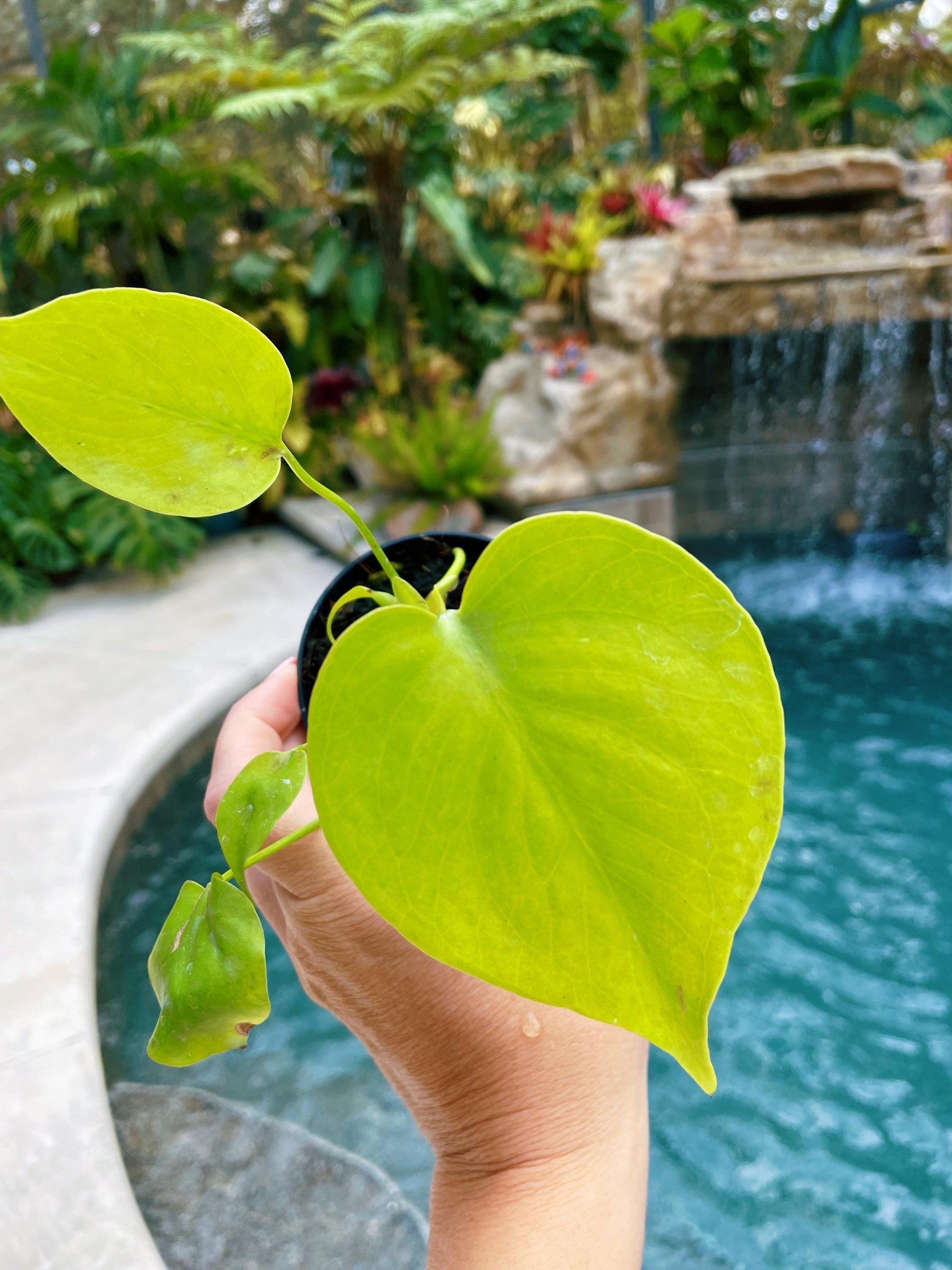 Actual Plant - Monstera Lemon Lime Tropical House Plant Aroid 3 Potted