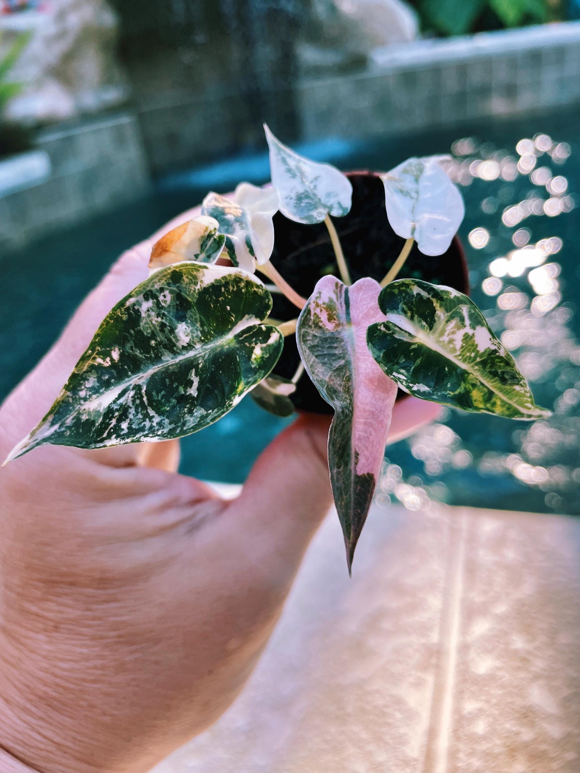 Actual Plant - Variegated Alocasia Pink Bambino Albo Marble Jewel Elephant Ear Tropical House Plant Aroid 2 Potted hh