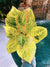 Aglaonema Mahasombat Variegated live 4 potted plant house plant