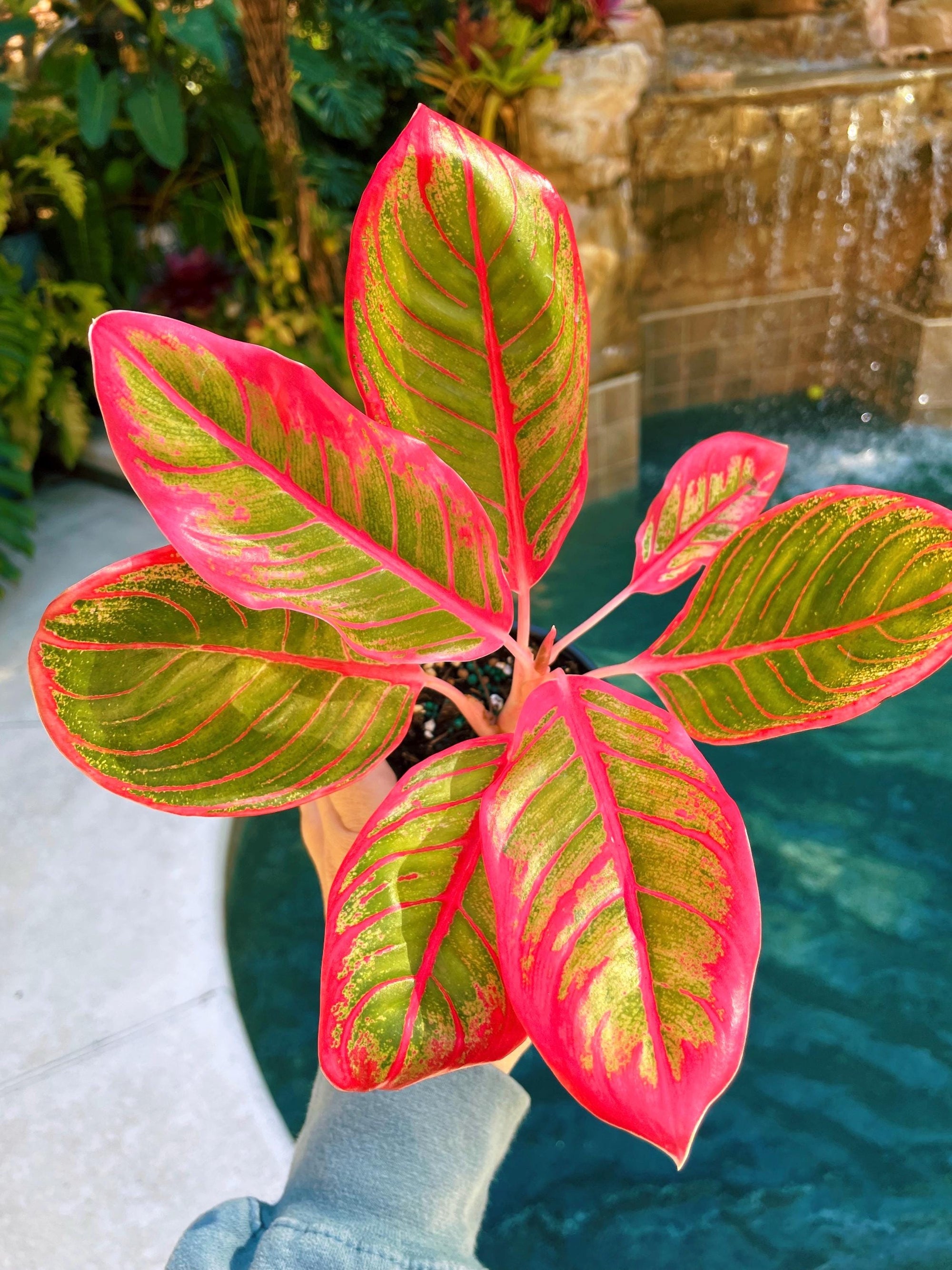 Aglaonema Khanaz Hot Pink Variegated live 4 potted plant house plant