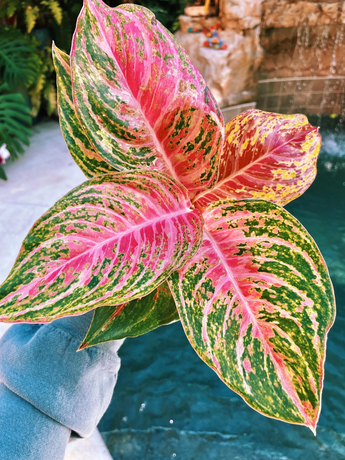 Aglaonema Mahanakorn Hot Pink Variegated live 4&quot; potted plant house plant