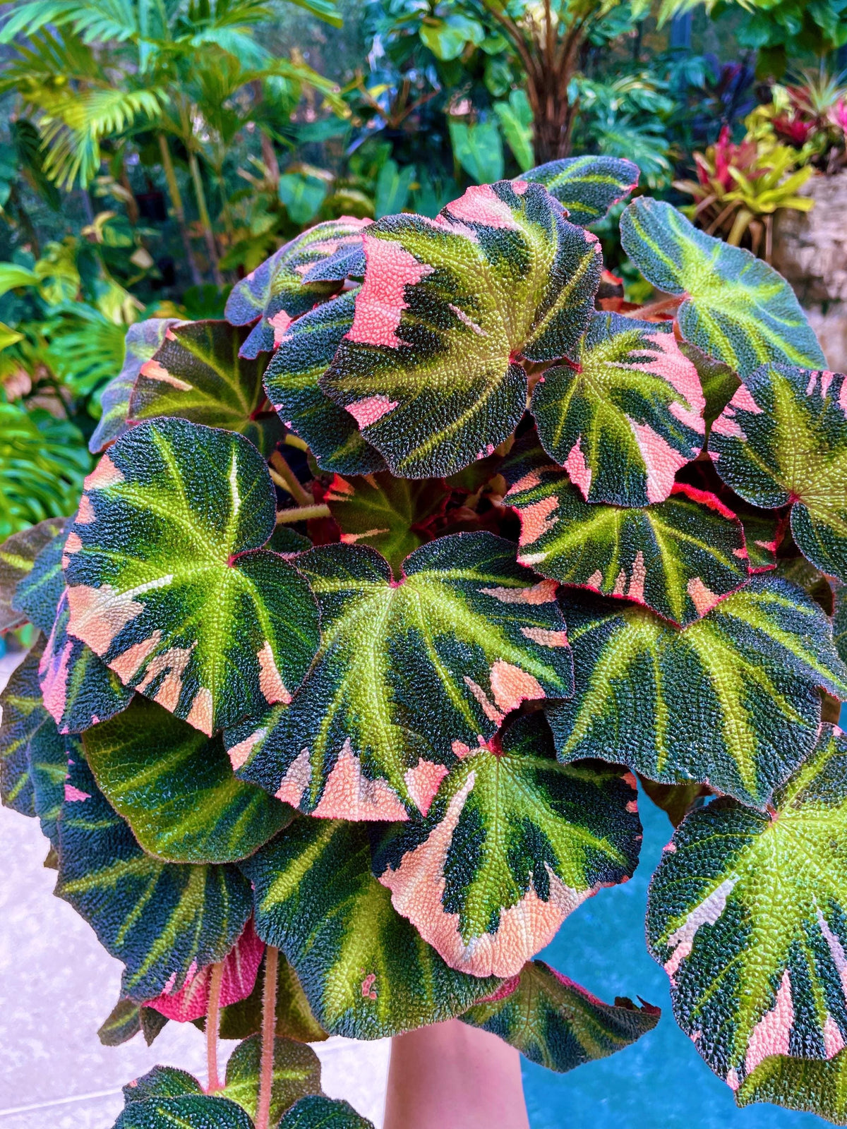 RARE Rex Begonia Pink Variegated Soli Mutata Live House Plant 4” pot Potted gift growers choice