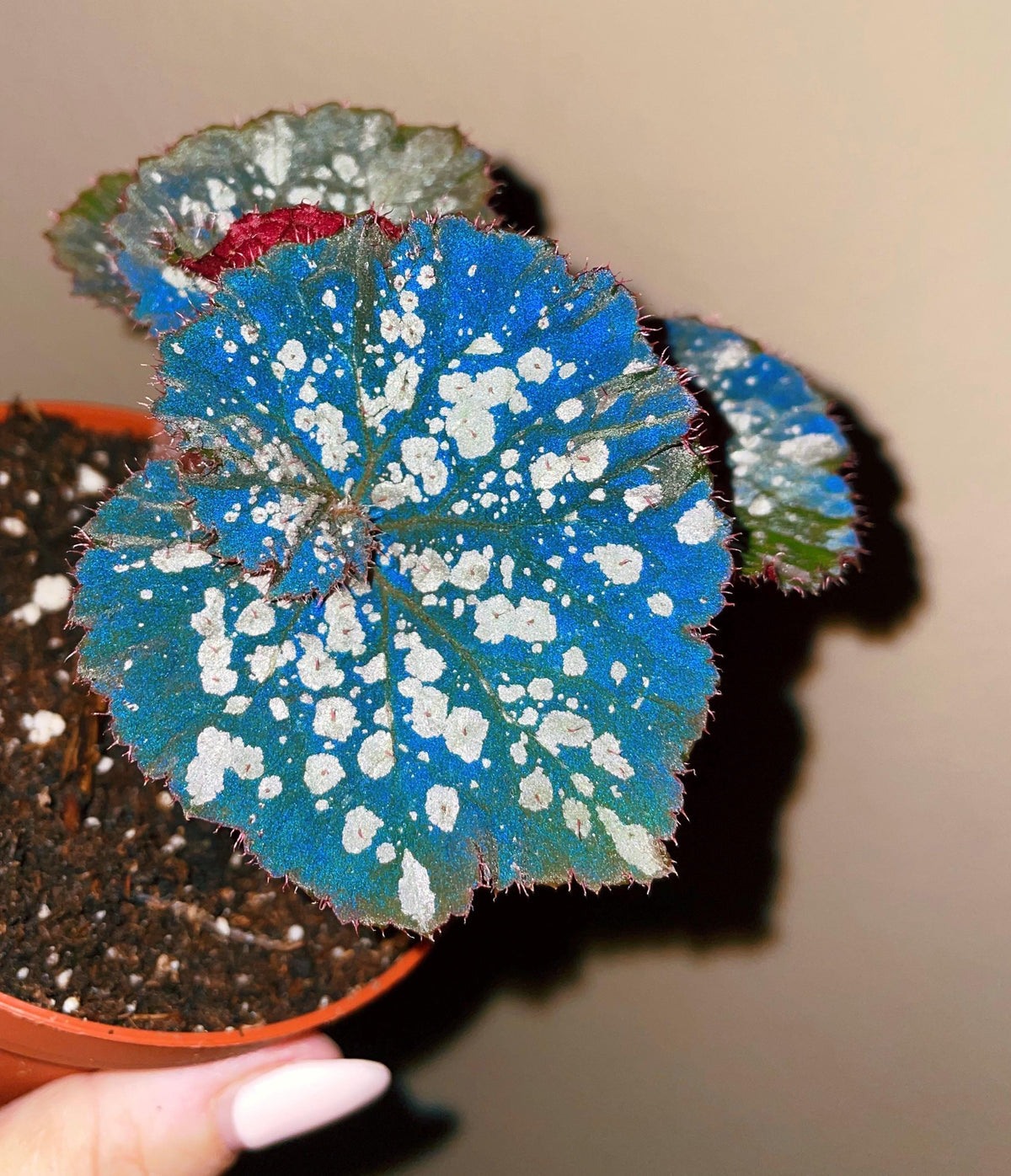 Rex Begonia Blue Iridescent ‘Island Magic silver Variegated Live House Plant Aroid Potted 4” pot