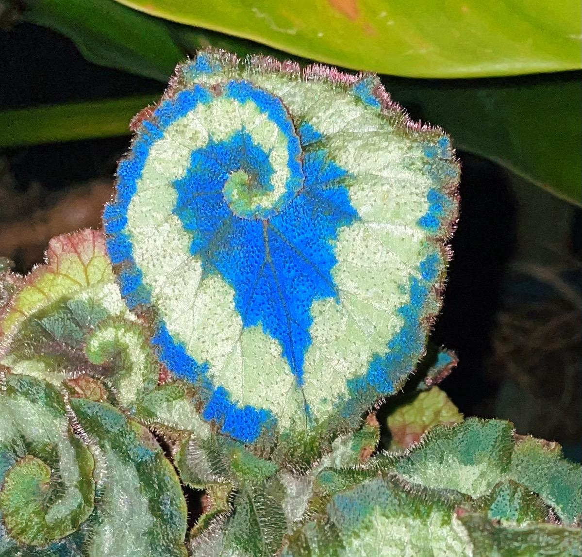 RARE Rex Begonia ‘Escargot Blue Iridescent fuzzy Live House Plant Potted 4” pot gift