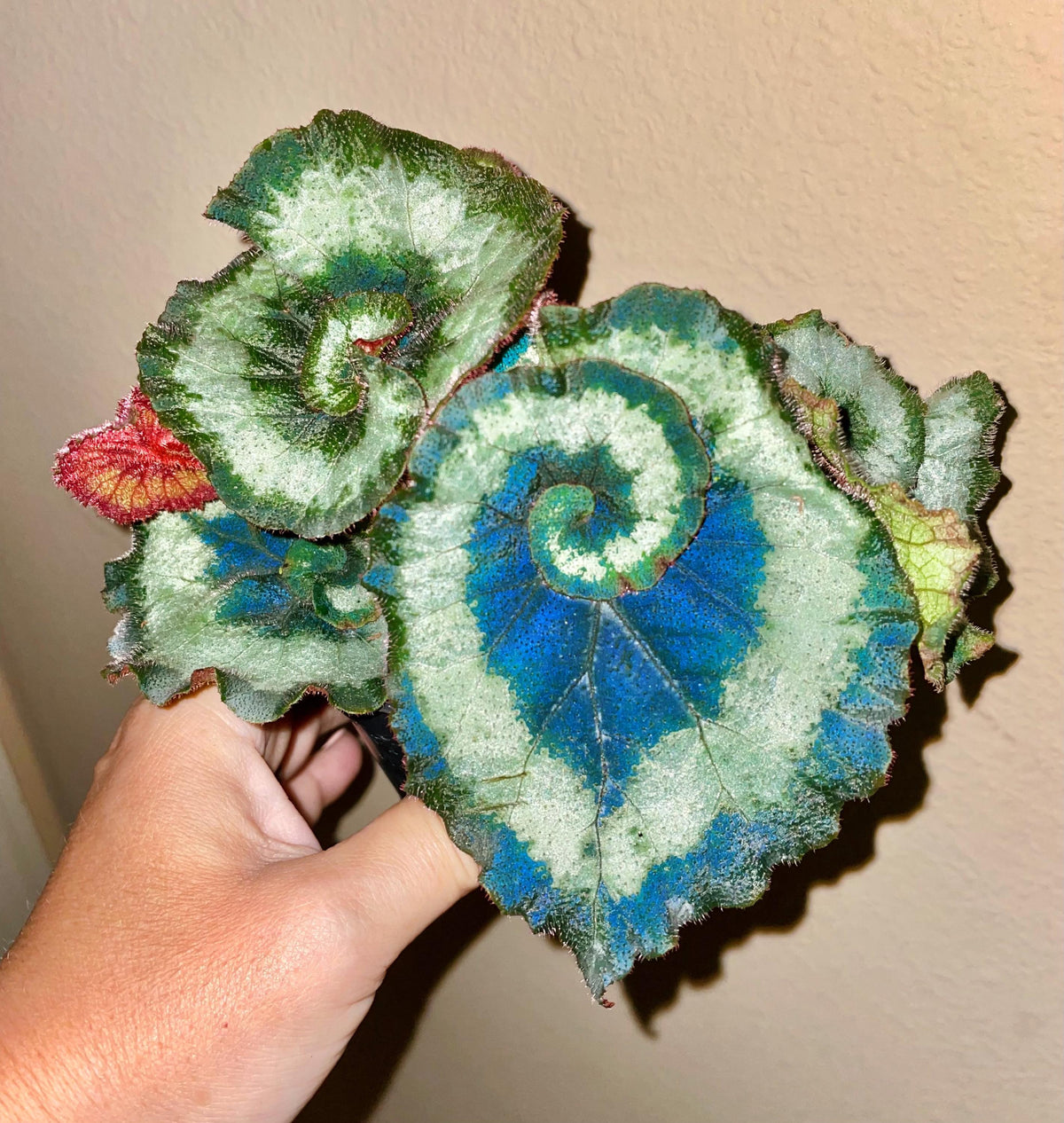 RARE Rex Begonia ‘Escargot Blue Iridescent fuzzy Live House Plant Potted 4” pot gift