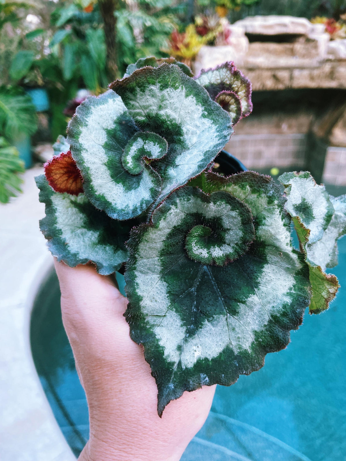 RARE Rex Begonia ‘Escargot Blue Iridescent fuzzy Live House Plant Potted 4” pot gift