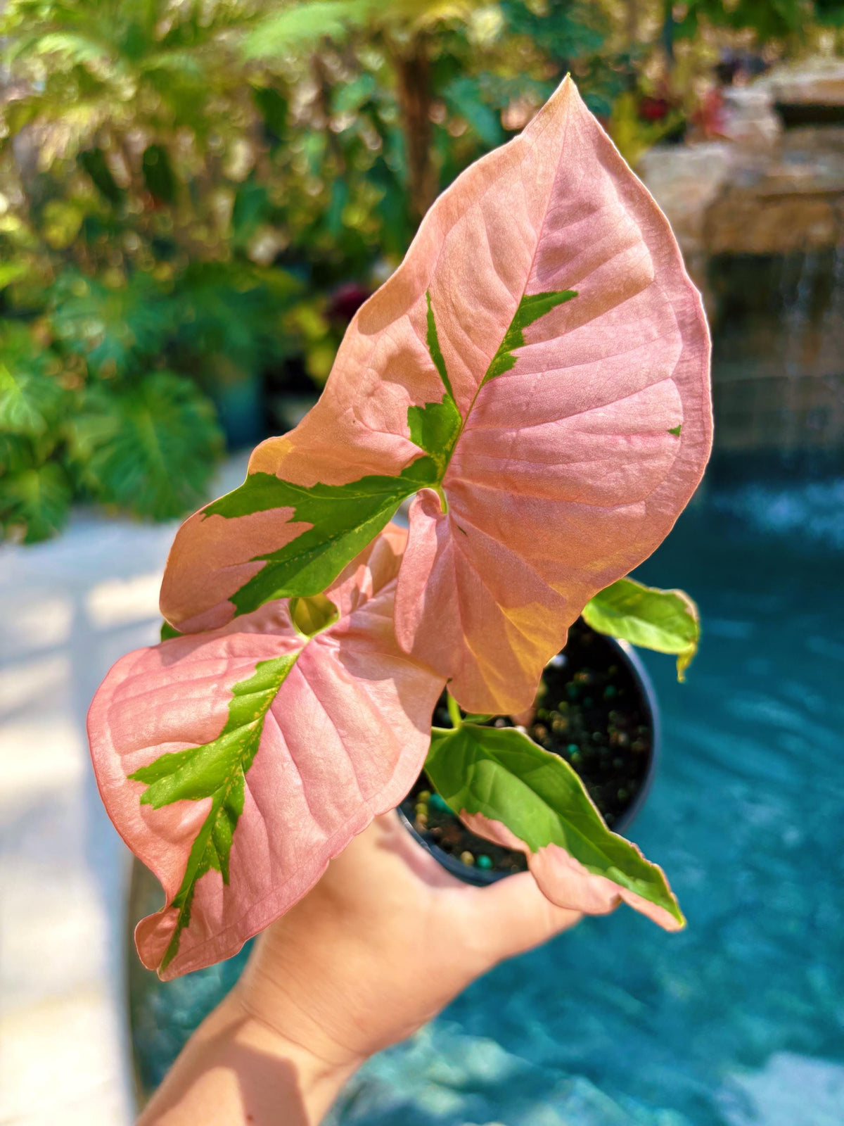 Rare! Syngonium Pink Lava Green Variegated live 4” potted plant house plant growers choice