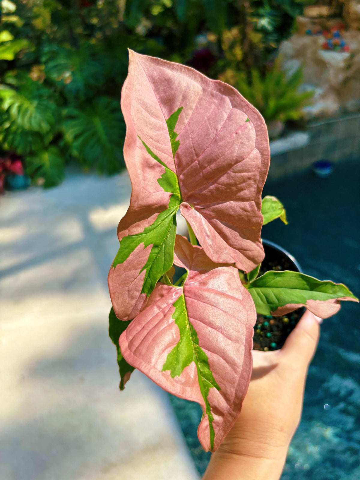 Rare! Syngonium Pink Lava Green Variegated live 4” potted plant house plant growers choice