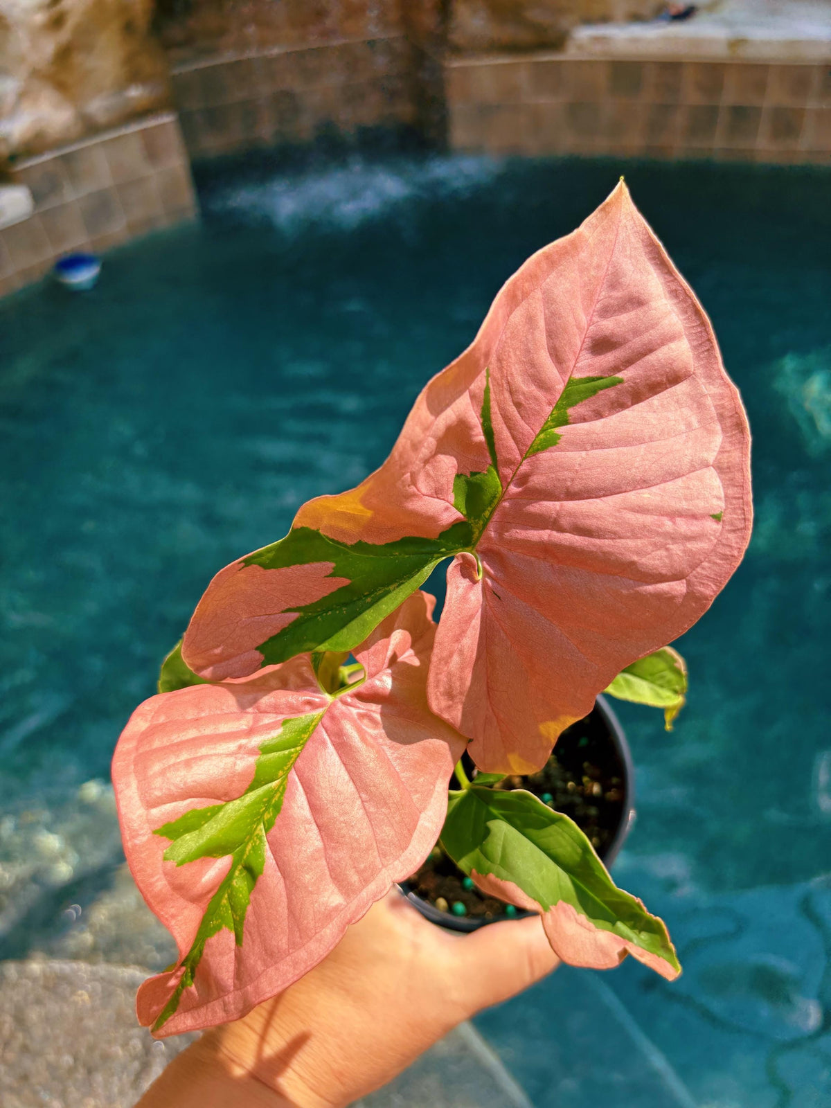 Rare! Syngonium Pink Lava Green Variegated live 4” potted plant house plant growers choice