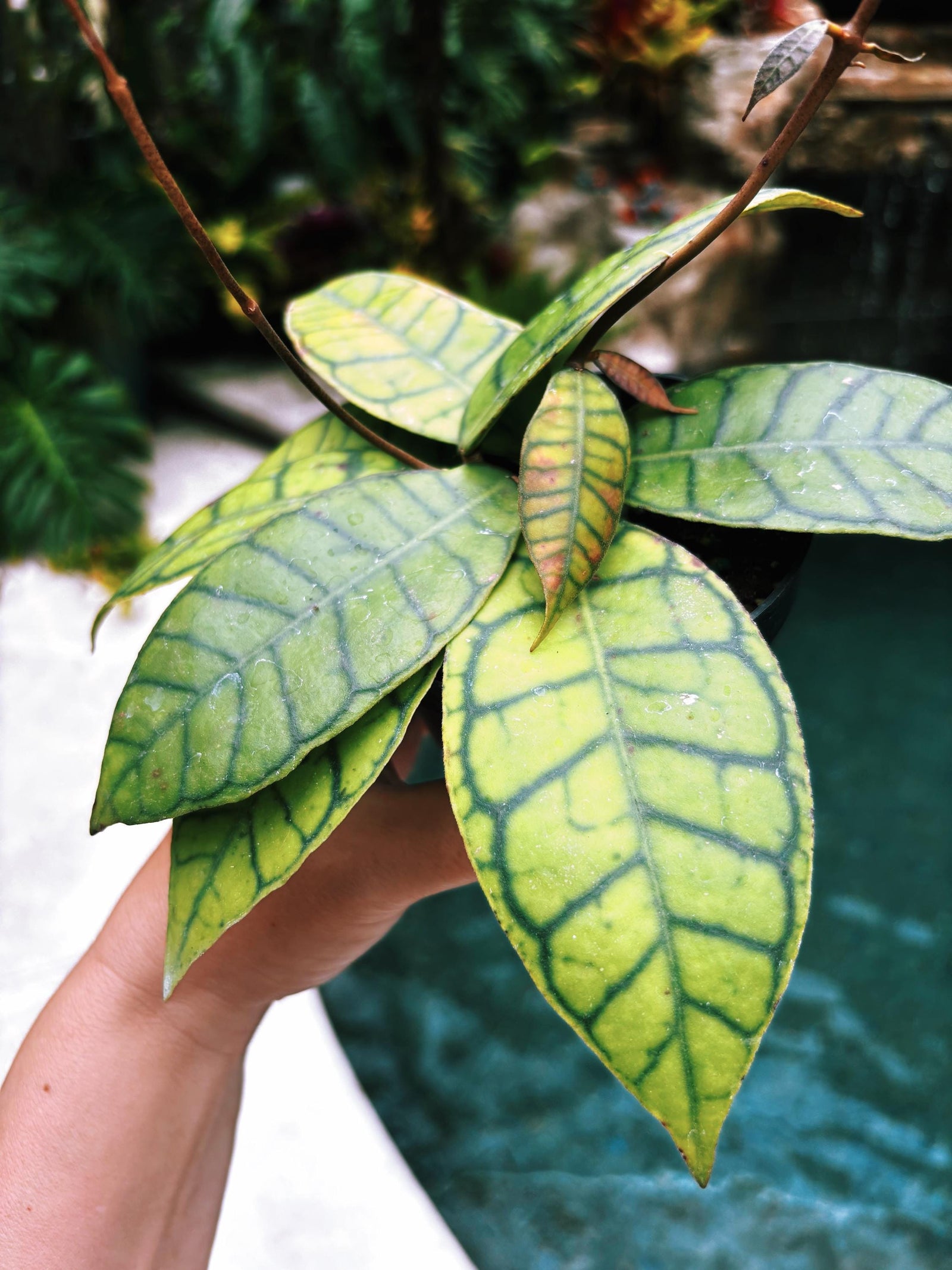 Hoya Finlaysonii Trailing Full Potted House Plant 4” pot climbing vining