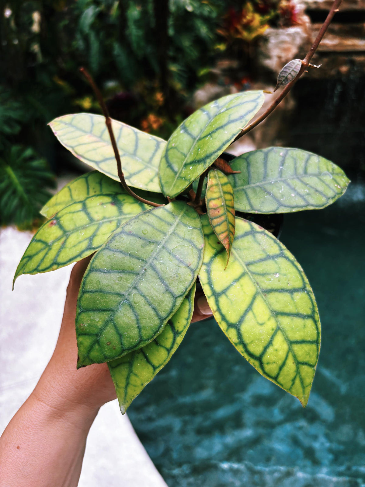 Hoya Finlaysonii Trailing Full Potted House Plant 4” pot climbing vining