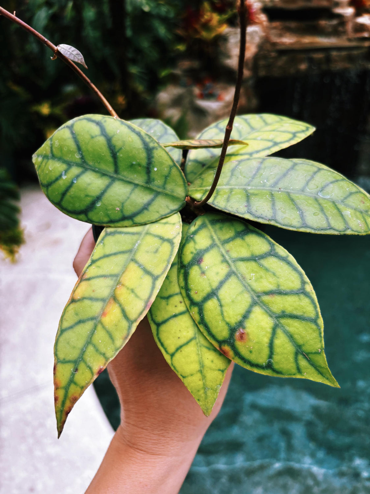 Hoya Finlaysonii Trailing Full Potted House Plant 4” pot climbing vining