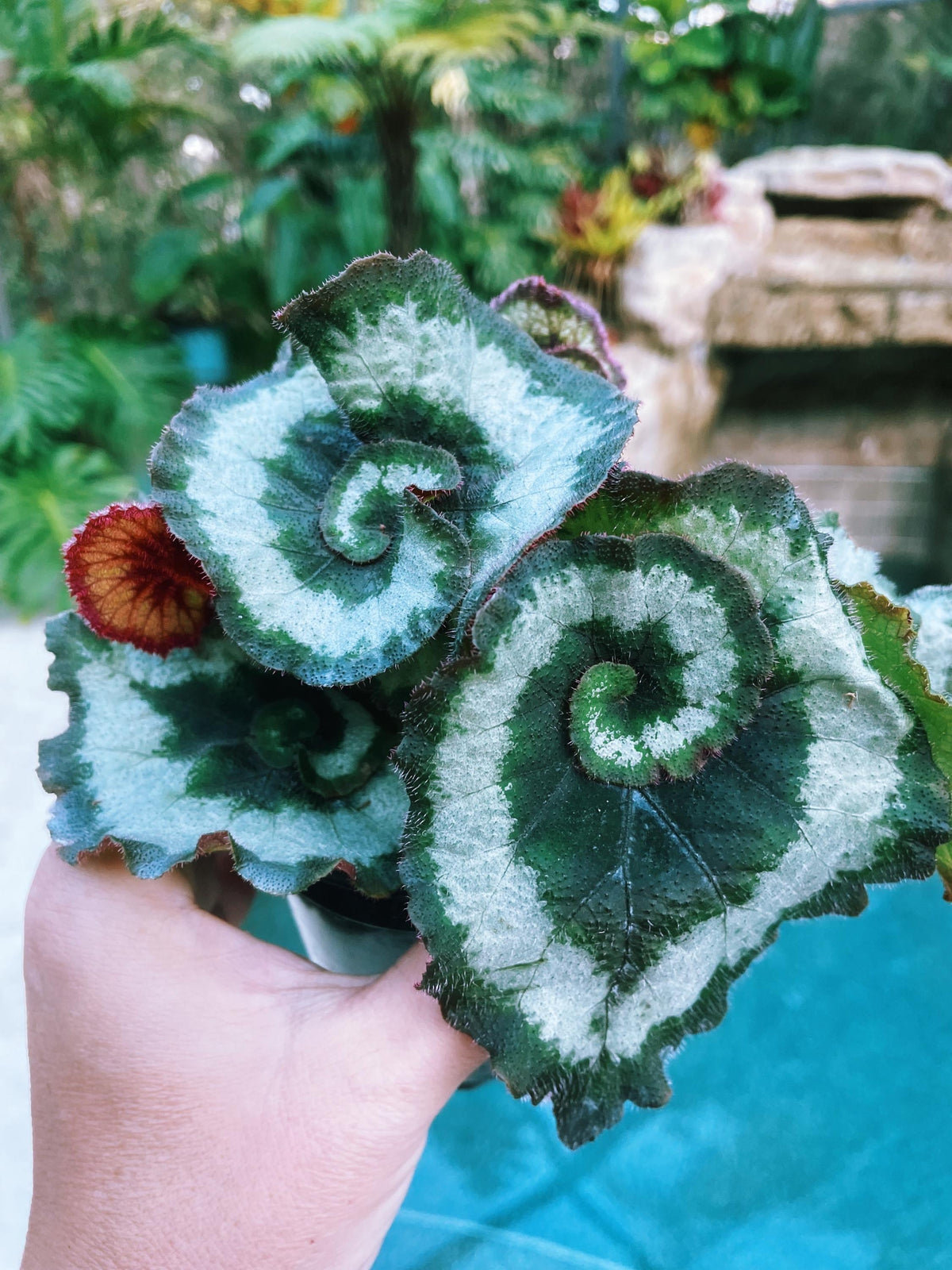 RARE Rex Begonia ‘Escargot Blue Iridescent fuzzy Live House Plant Potted 4” pot gift